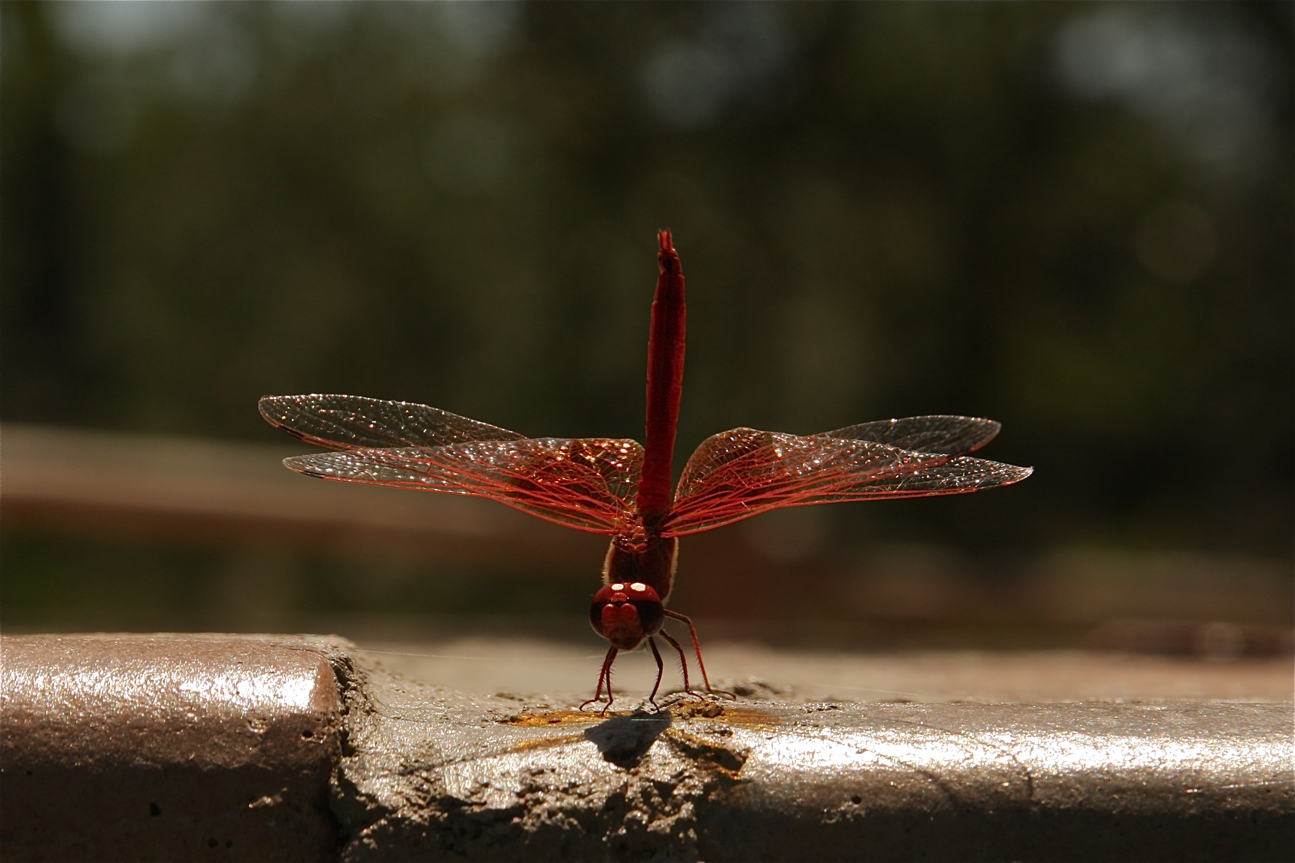 libellula rossa