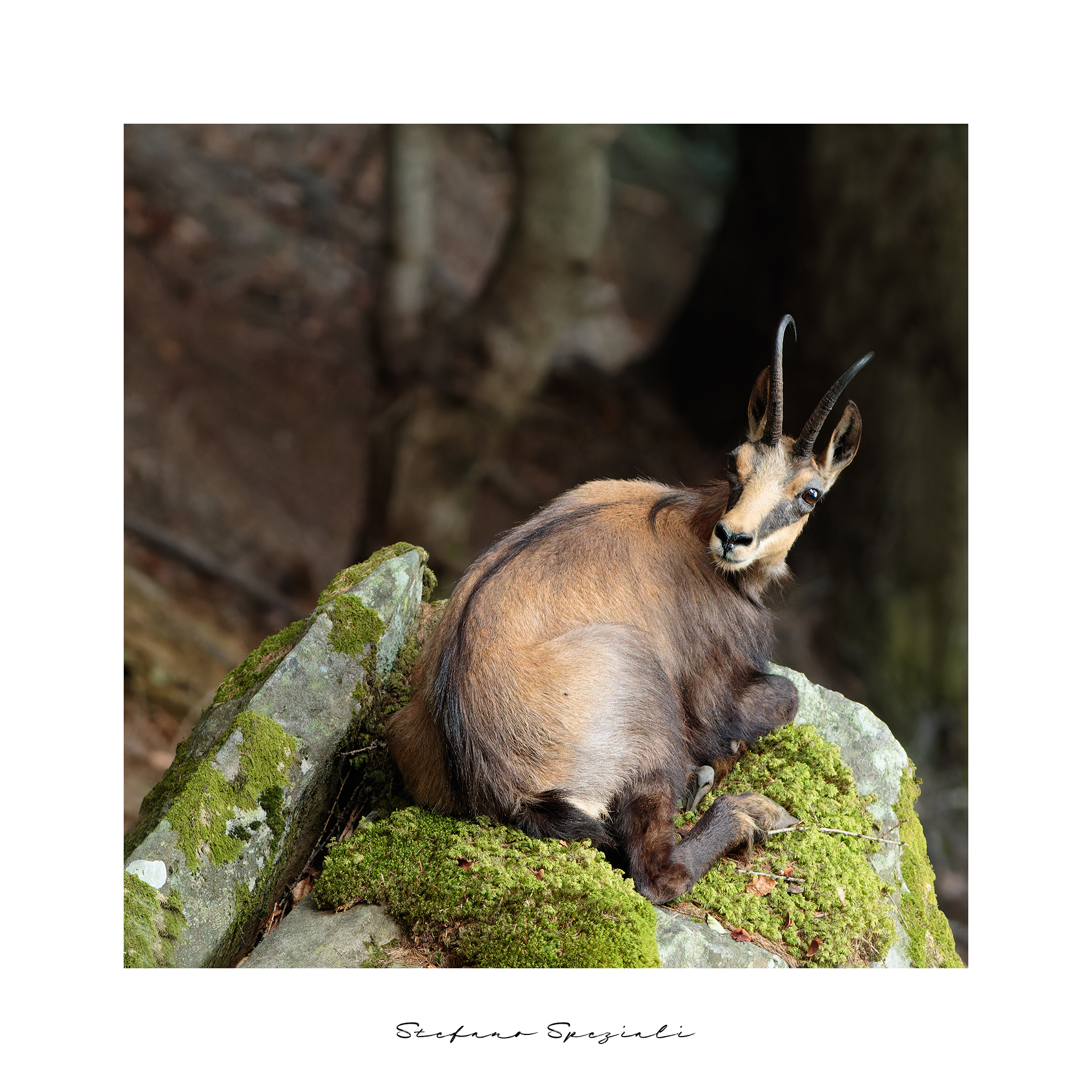 Camoscio - Rupicapra rupicapra