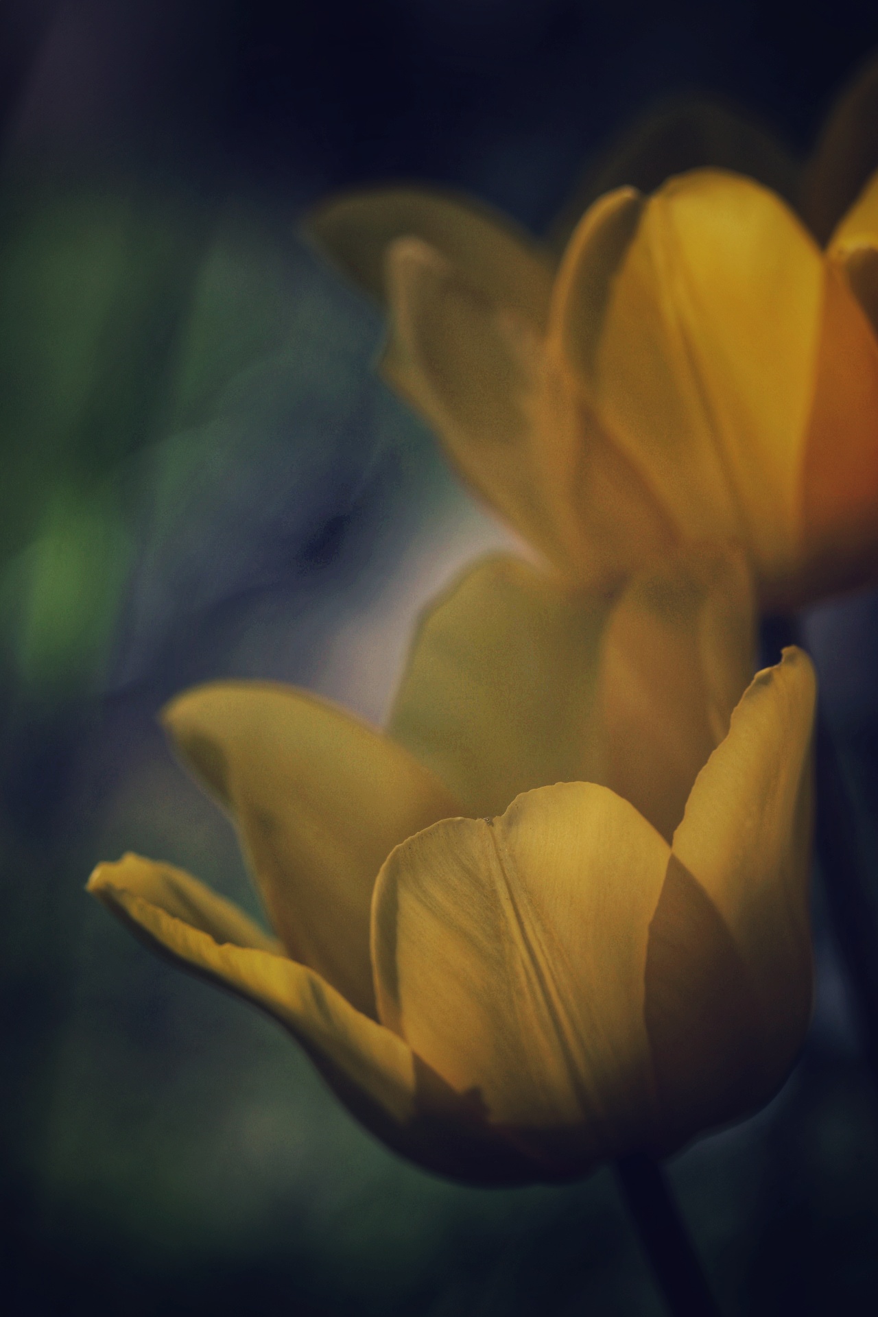 sogno di tulipani