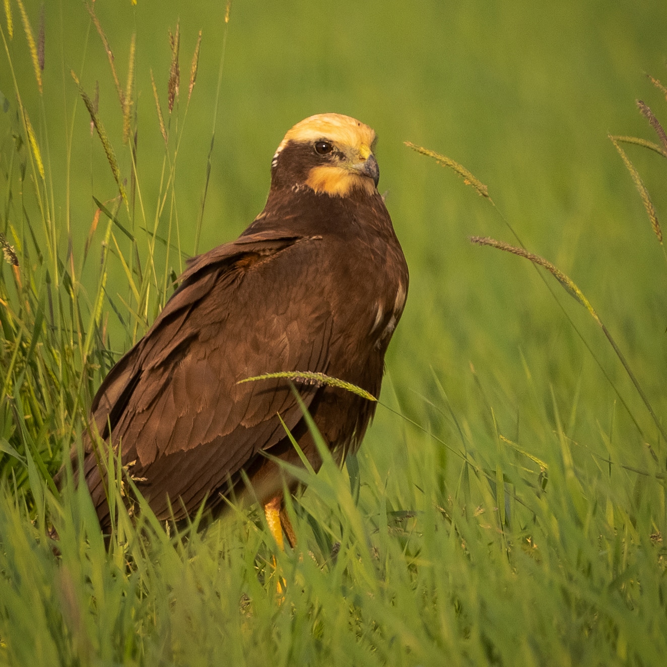 Falco di palude (Circus Aeroginosus)
