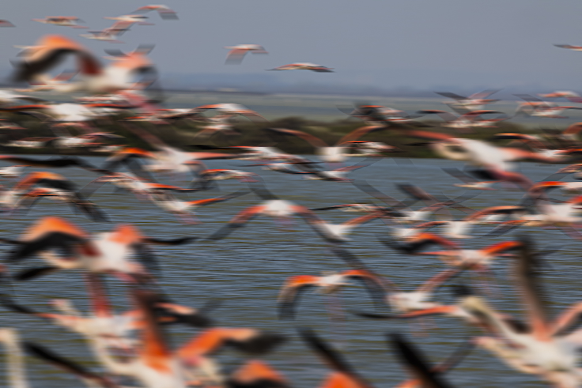 Flamingoes