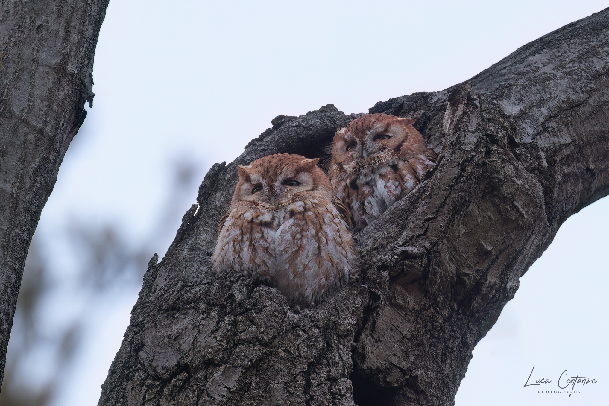 Eastern Screech-Owl (Megascops asio) American Assiolo