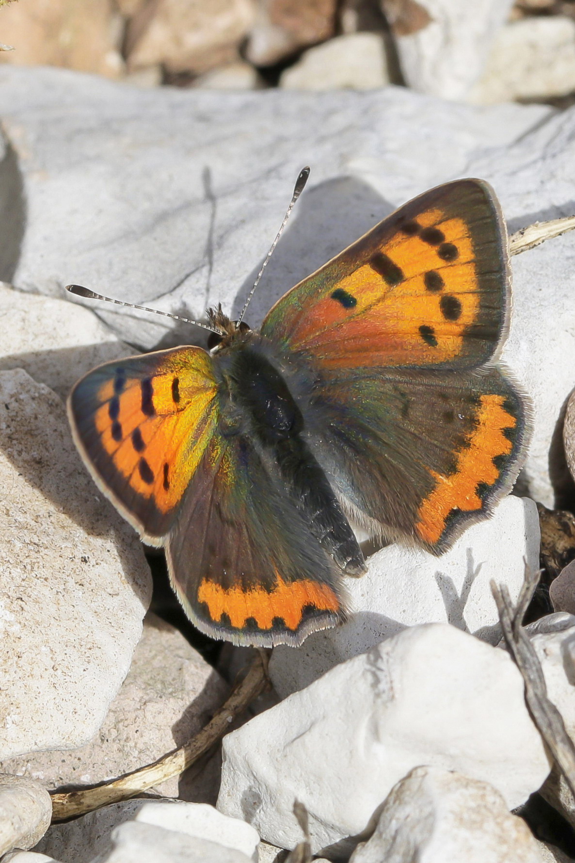 Lycaena Phlaeas