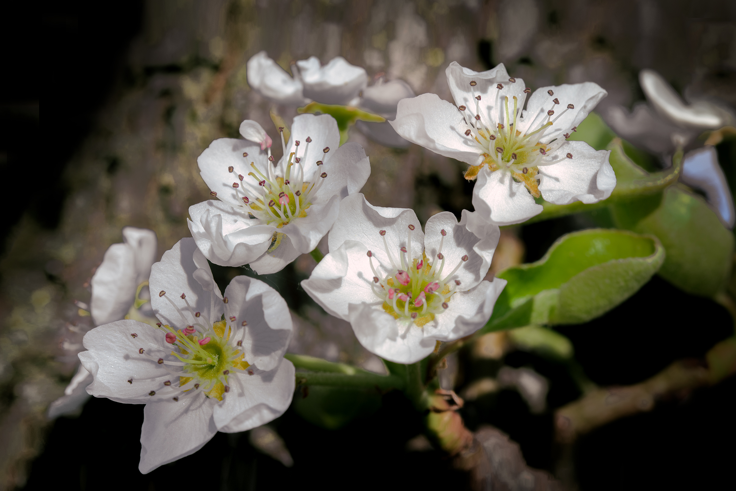 Flowers on the pear tree