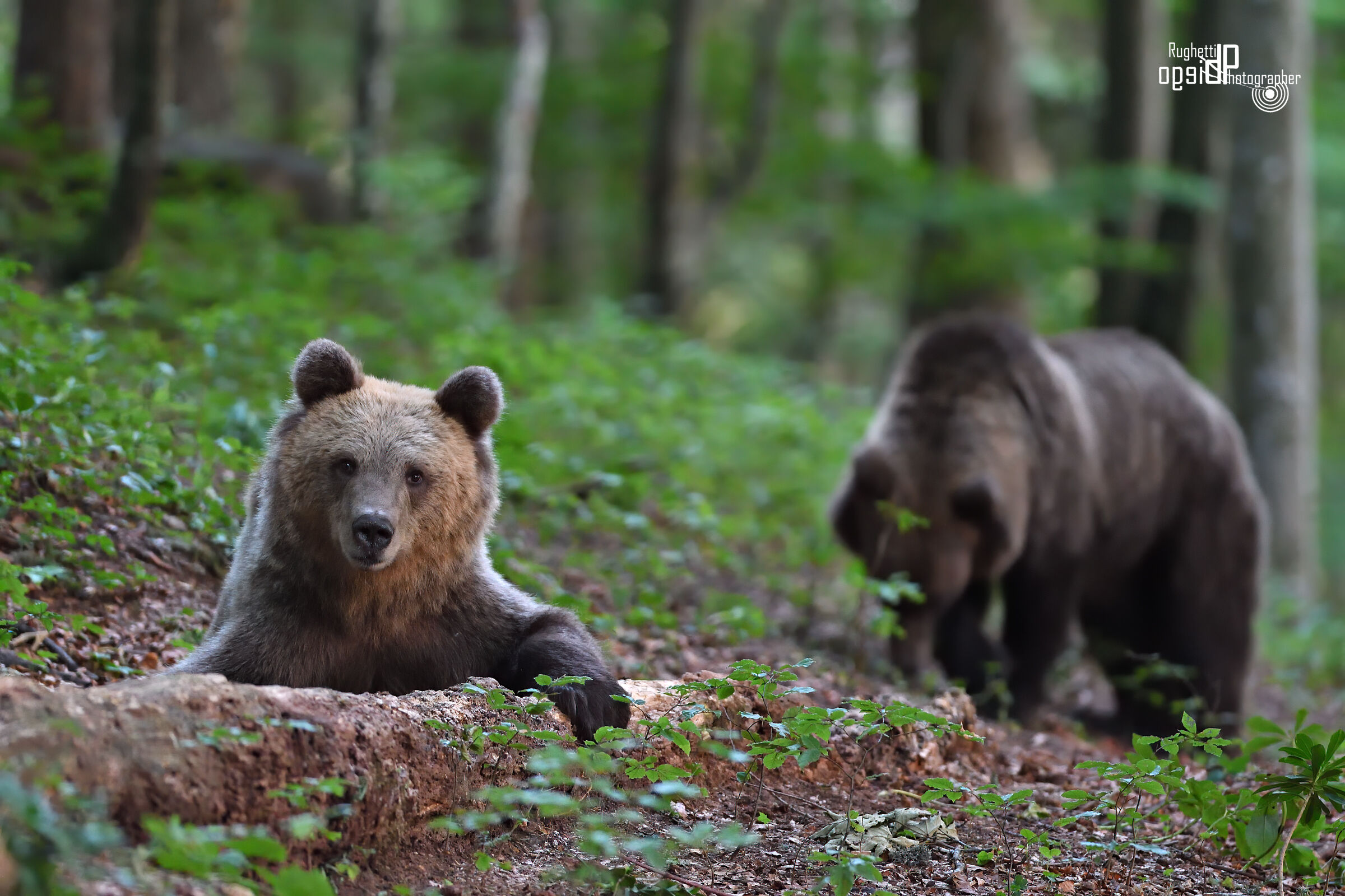 Bears