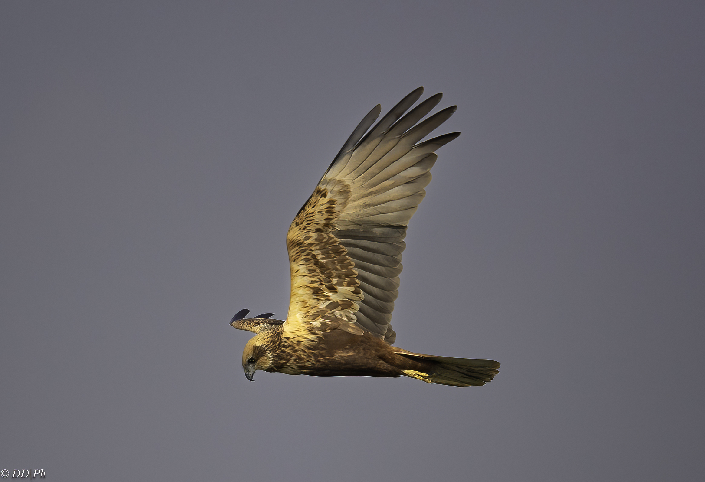 Marsh harrier