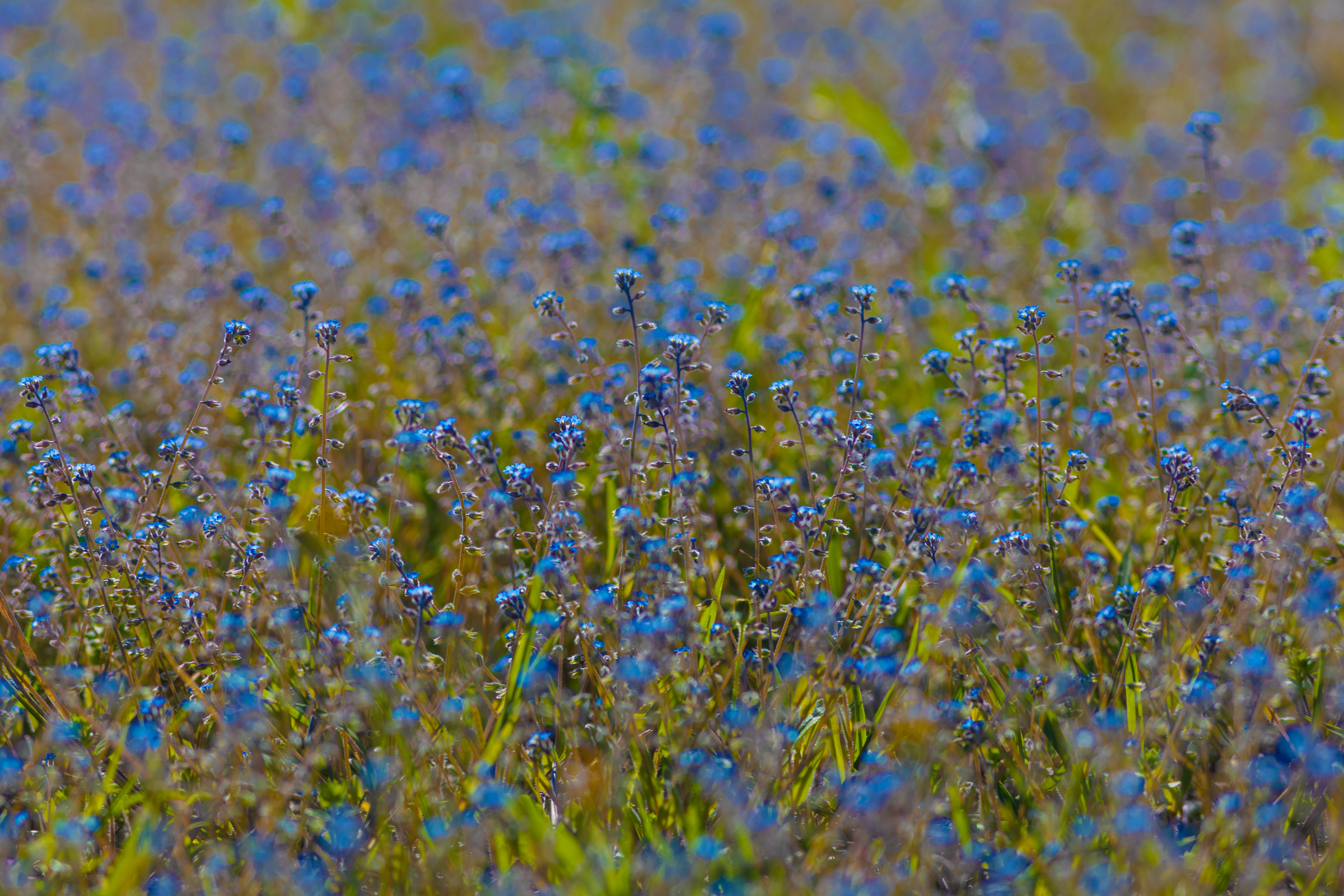 ... impressions in blue...