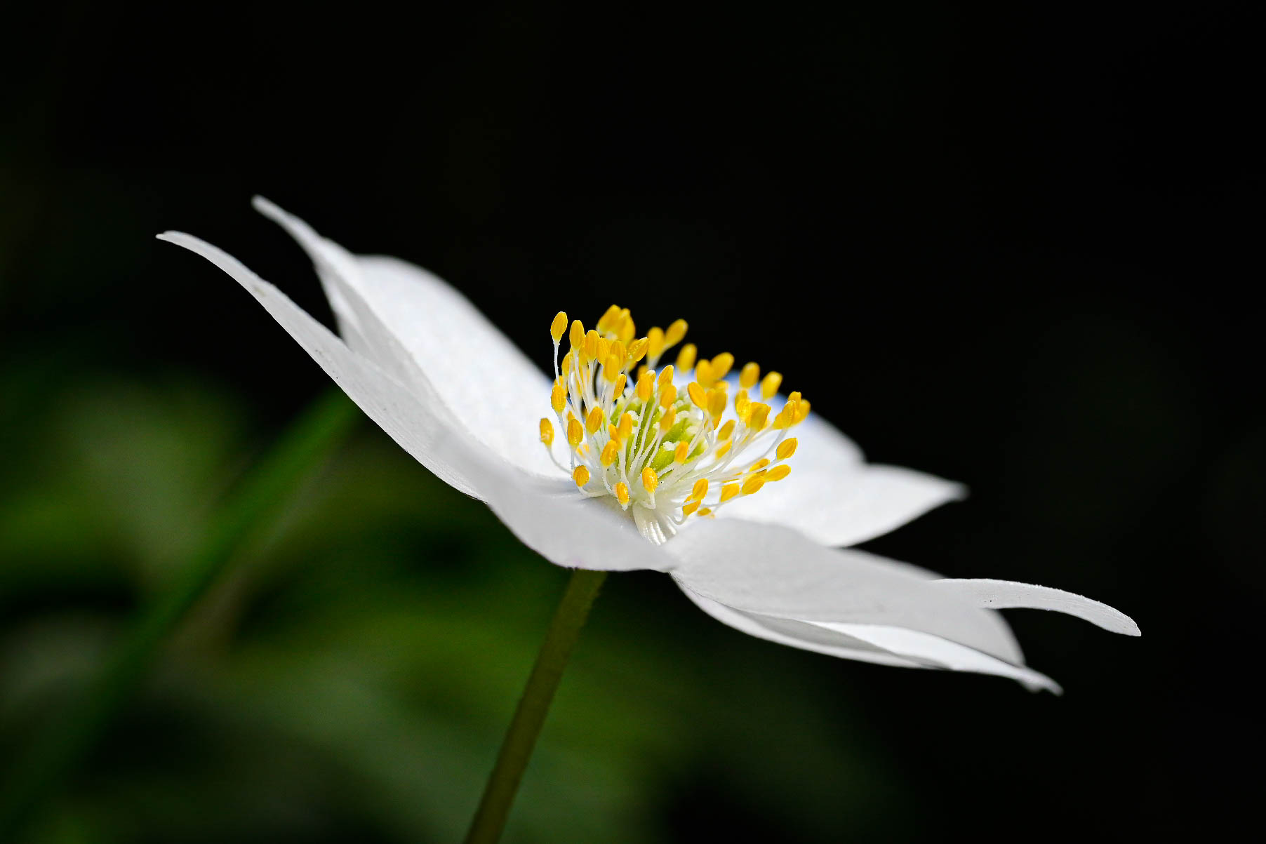 Anemone