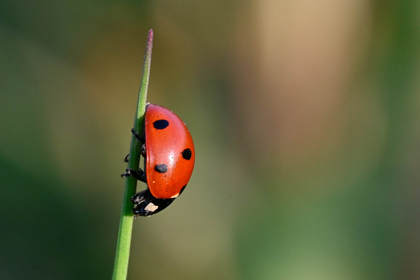 Ladybird