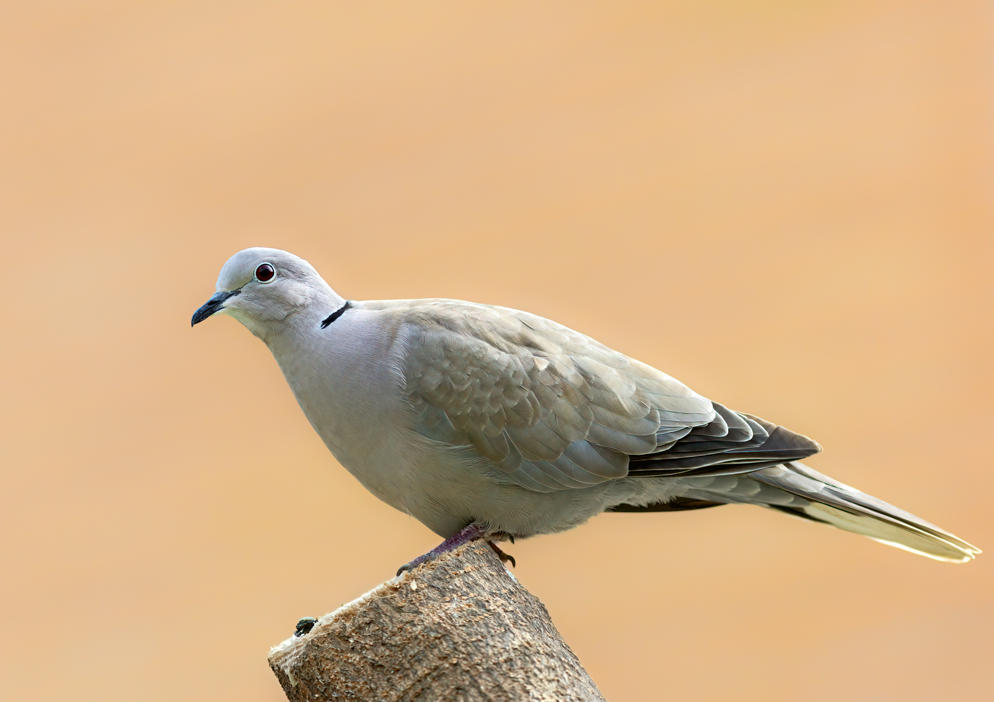 Turtle dove