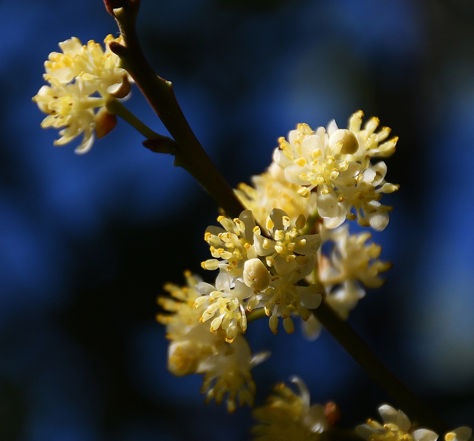 Laurel in bloom