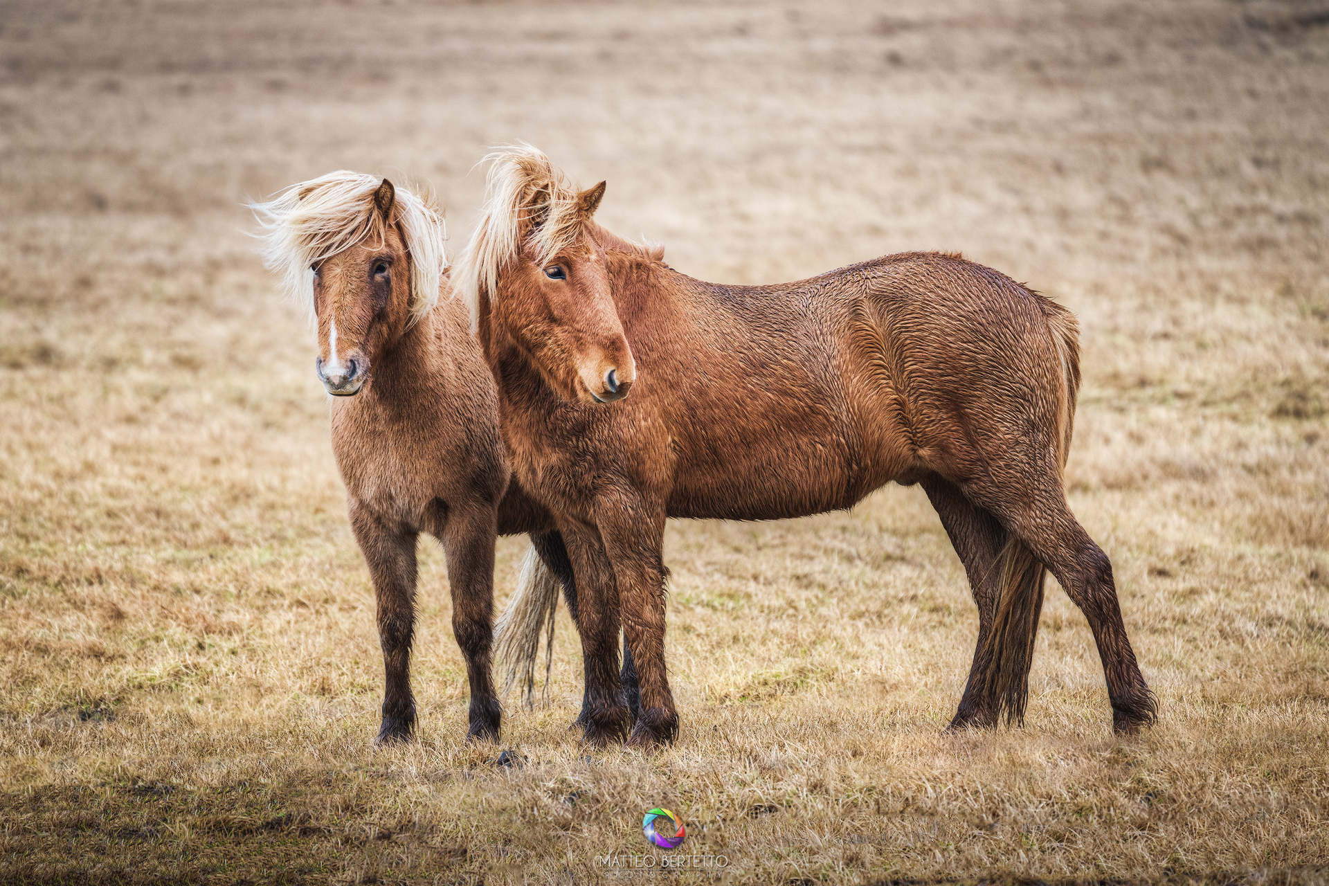 Icelandic horses