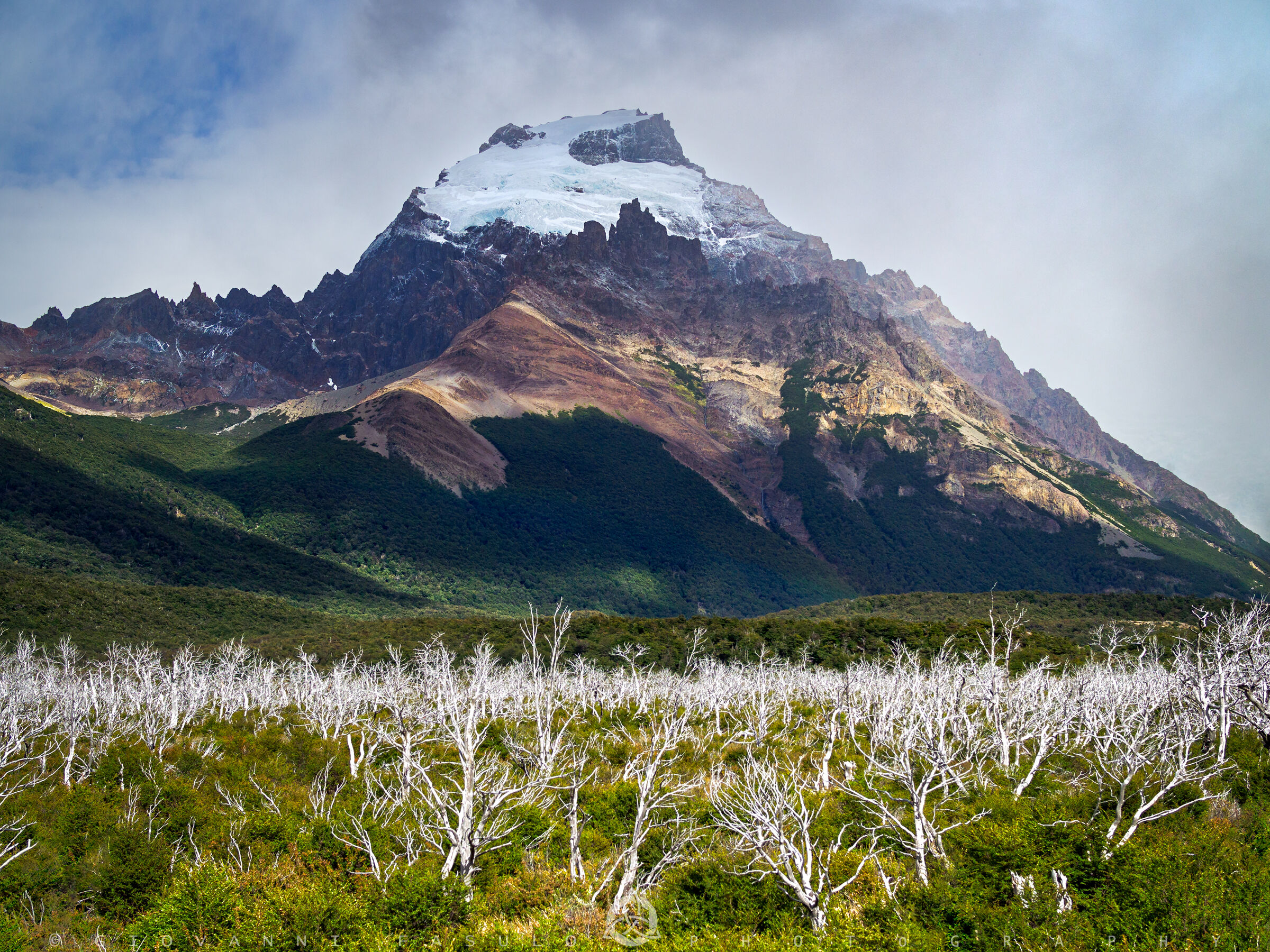 Cerro Solo and the dead forest