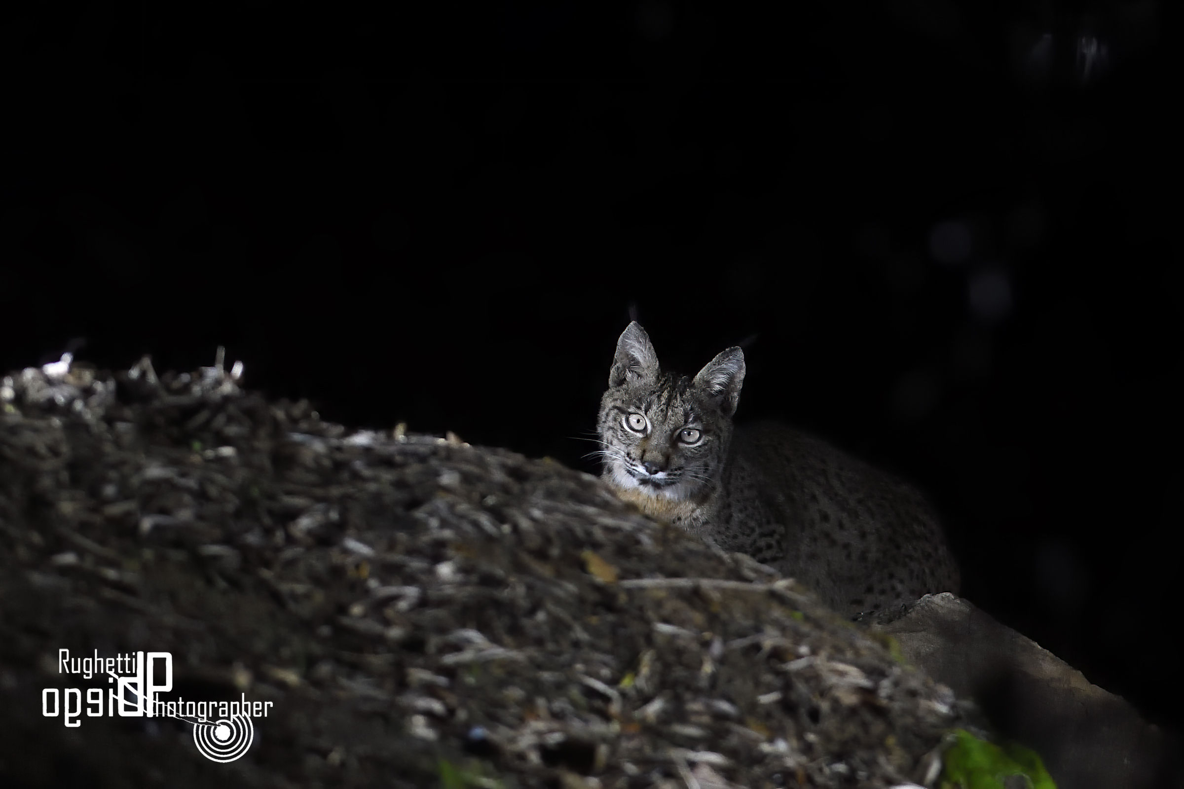 Lynx Pardina