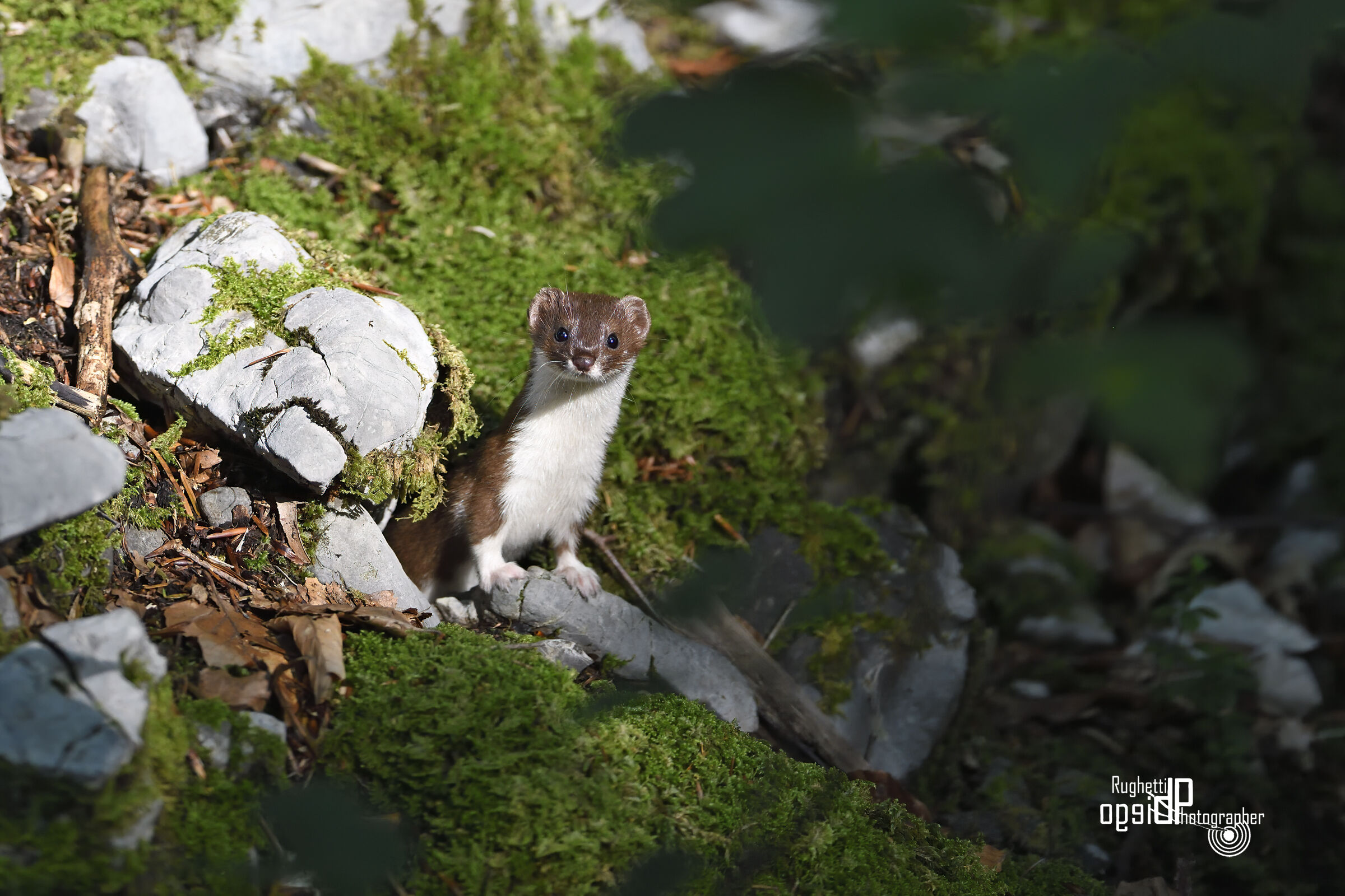 Weasel