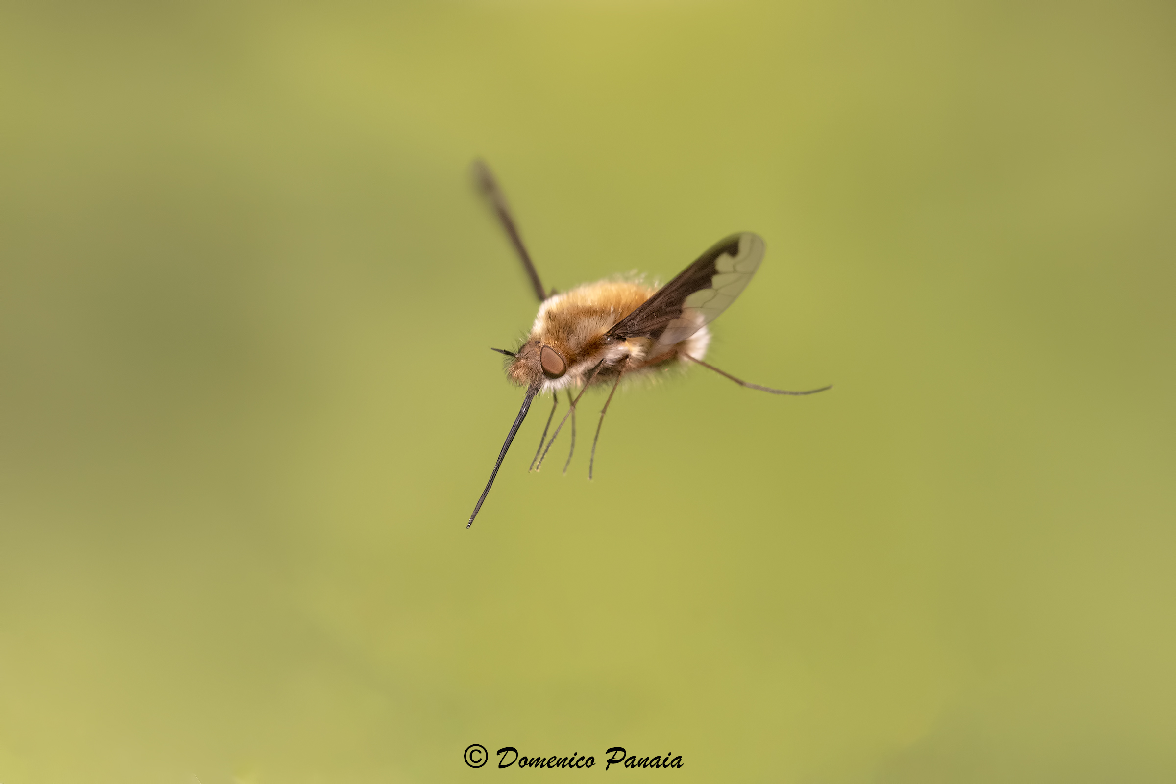 bombylius major