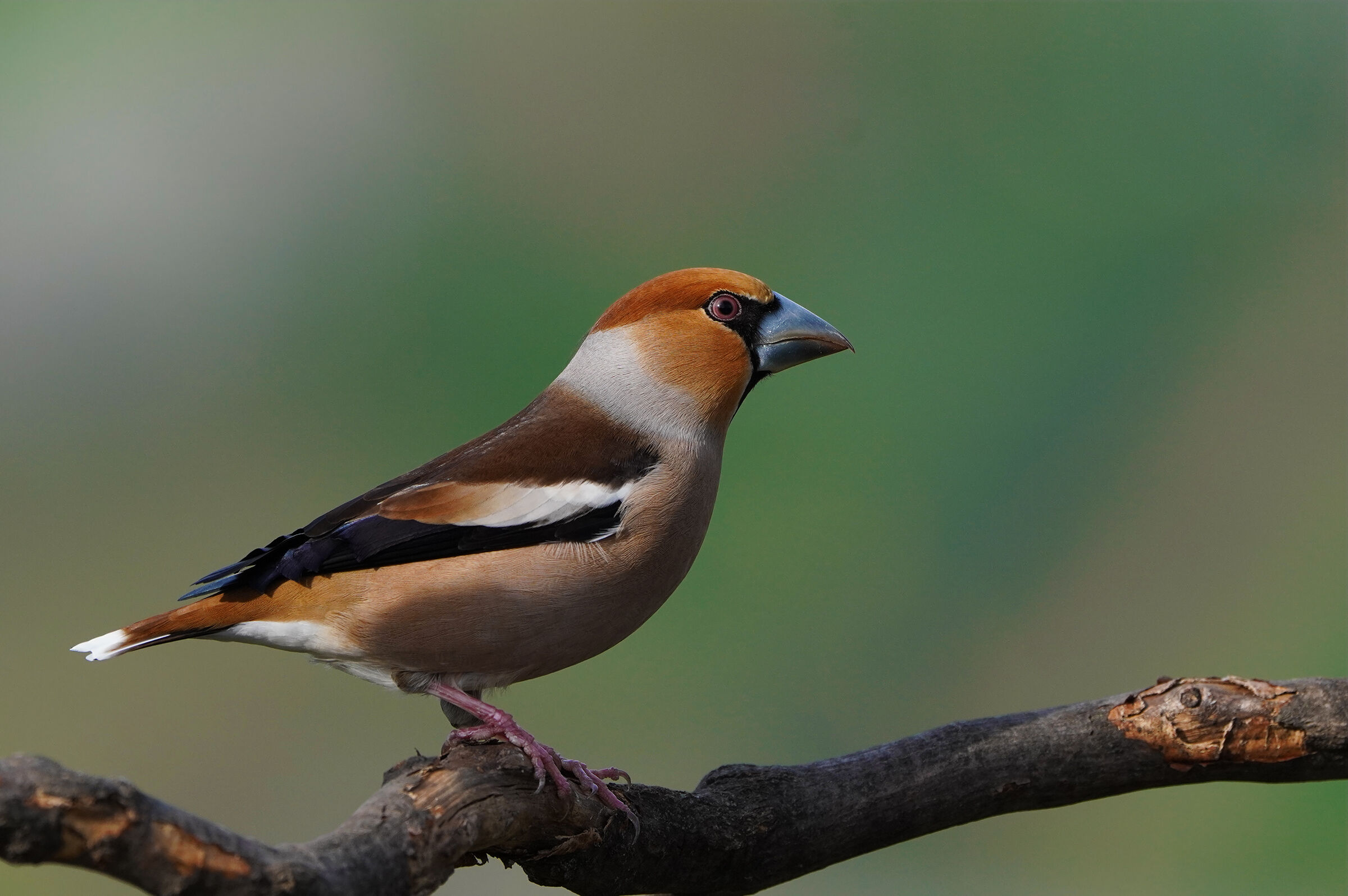 hawfinch
