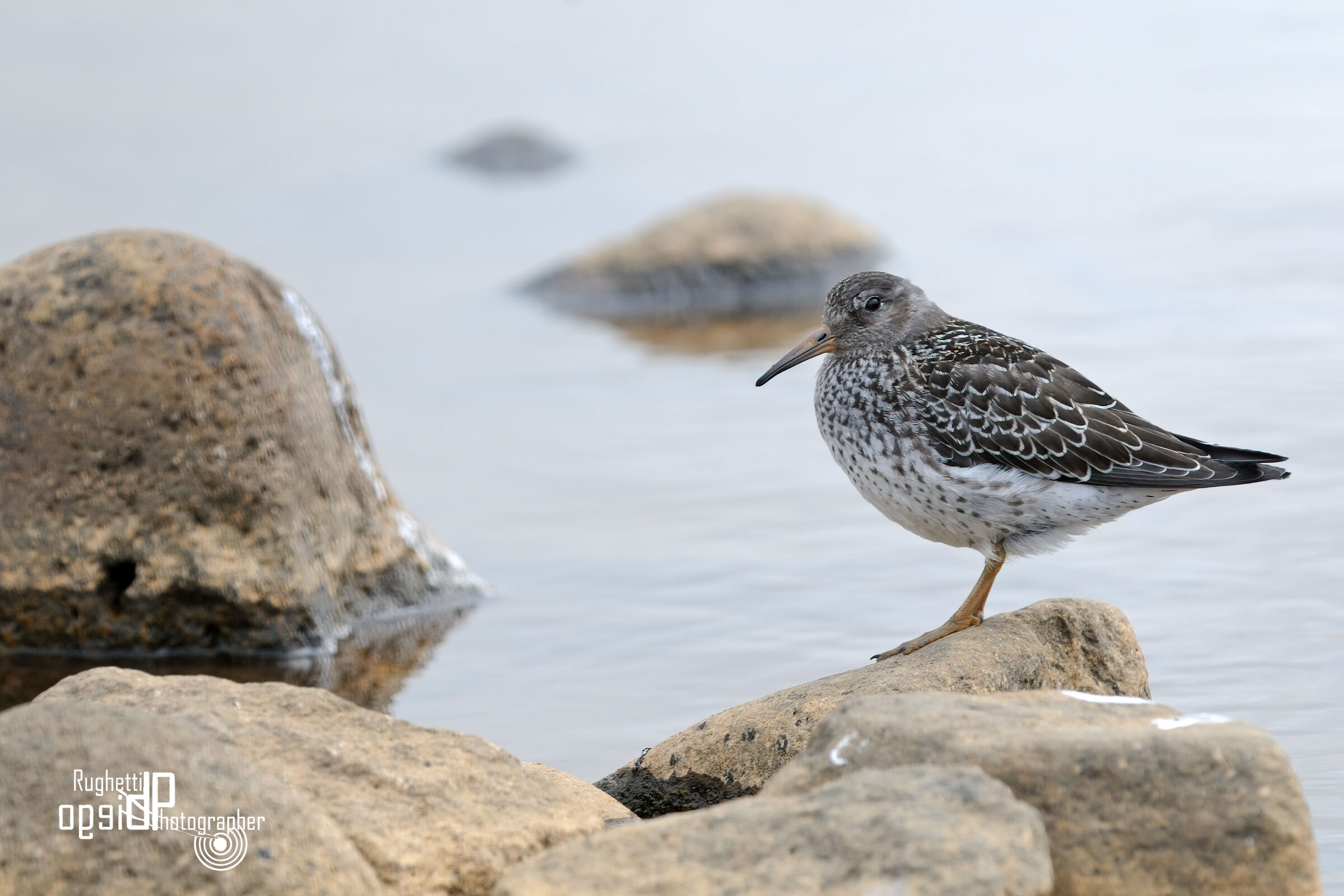 Violet sandpiper