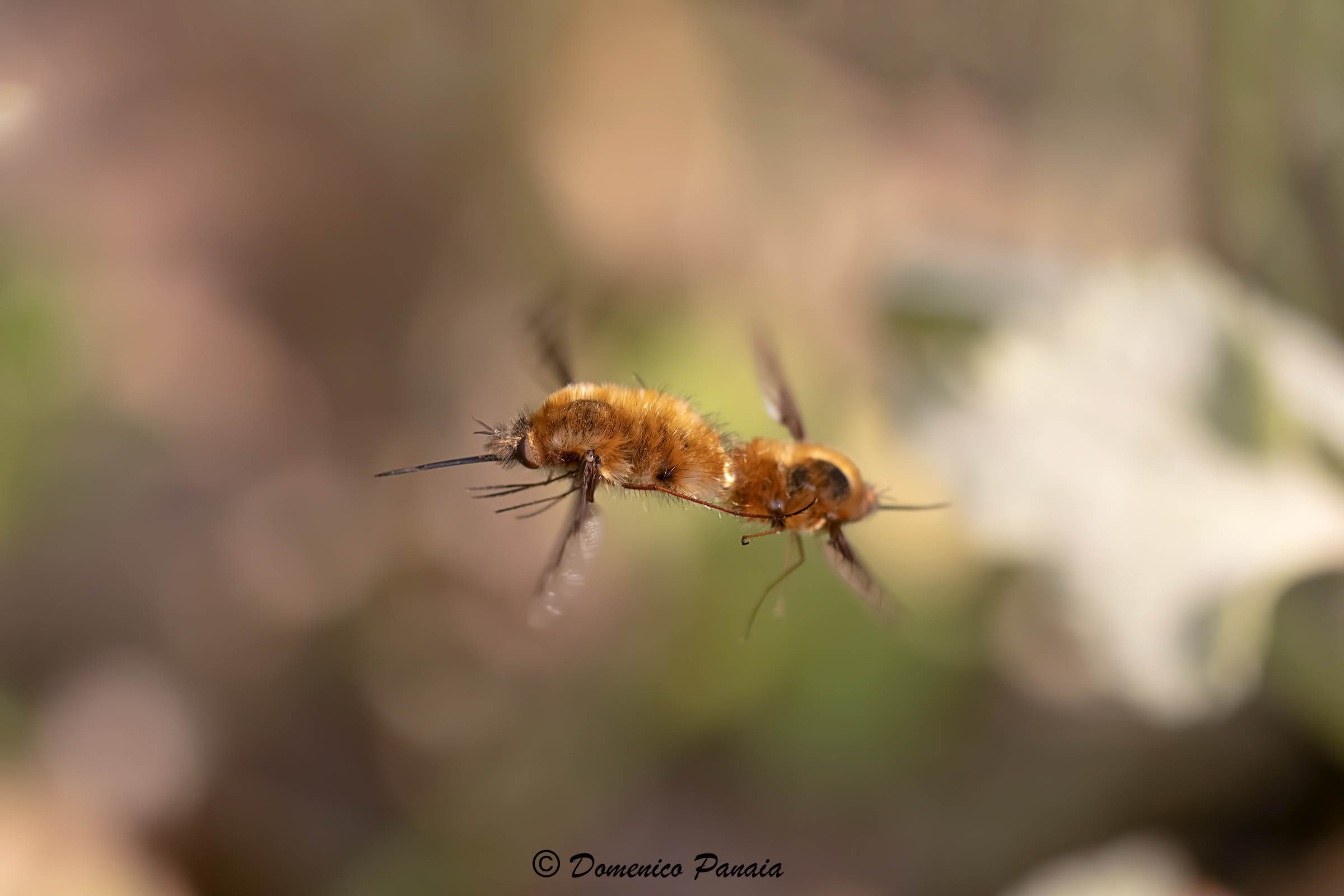 Bombylius Major in pairing