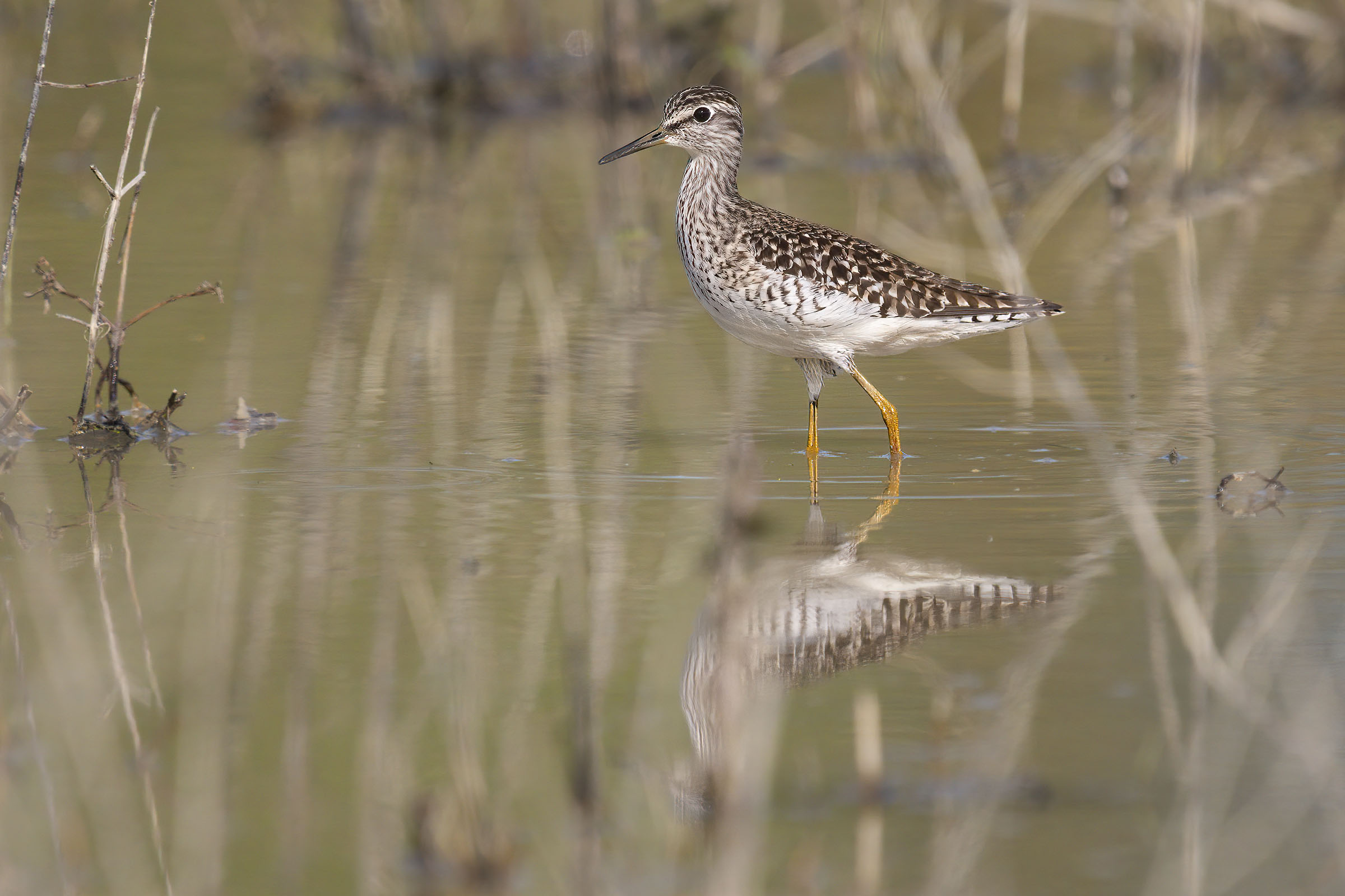 Piro piro boschereccio