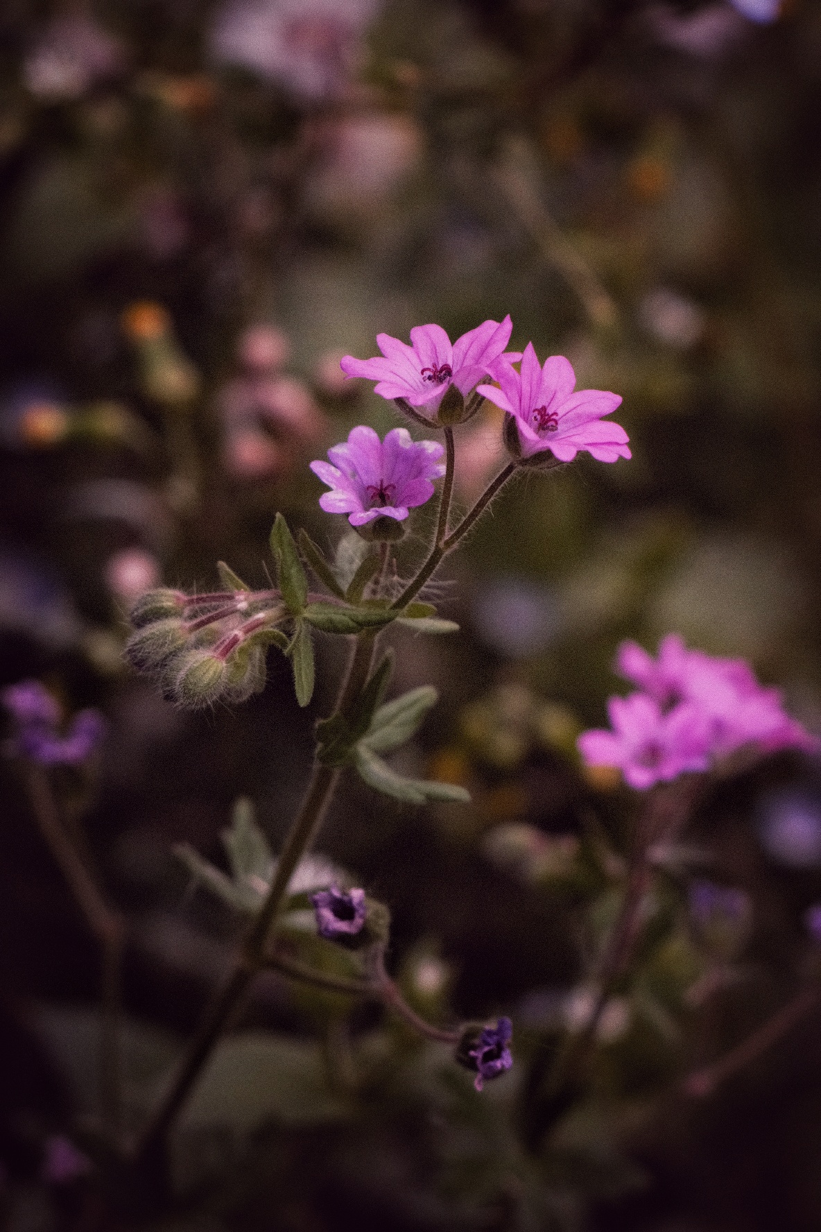 Violet