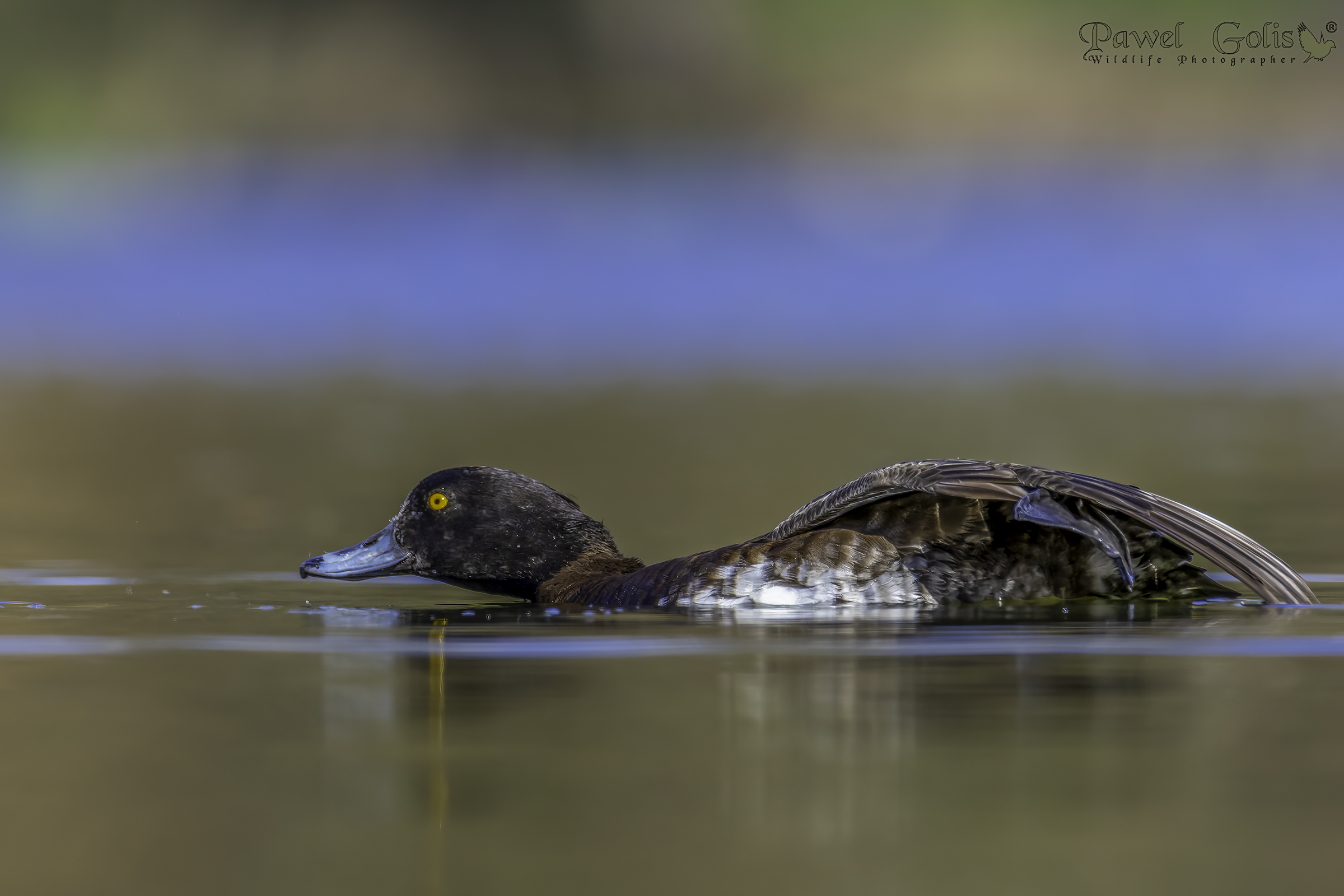 Anatra trapuntata (Aythya fuligula)