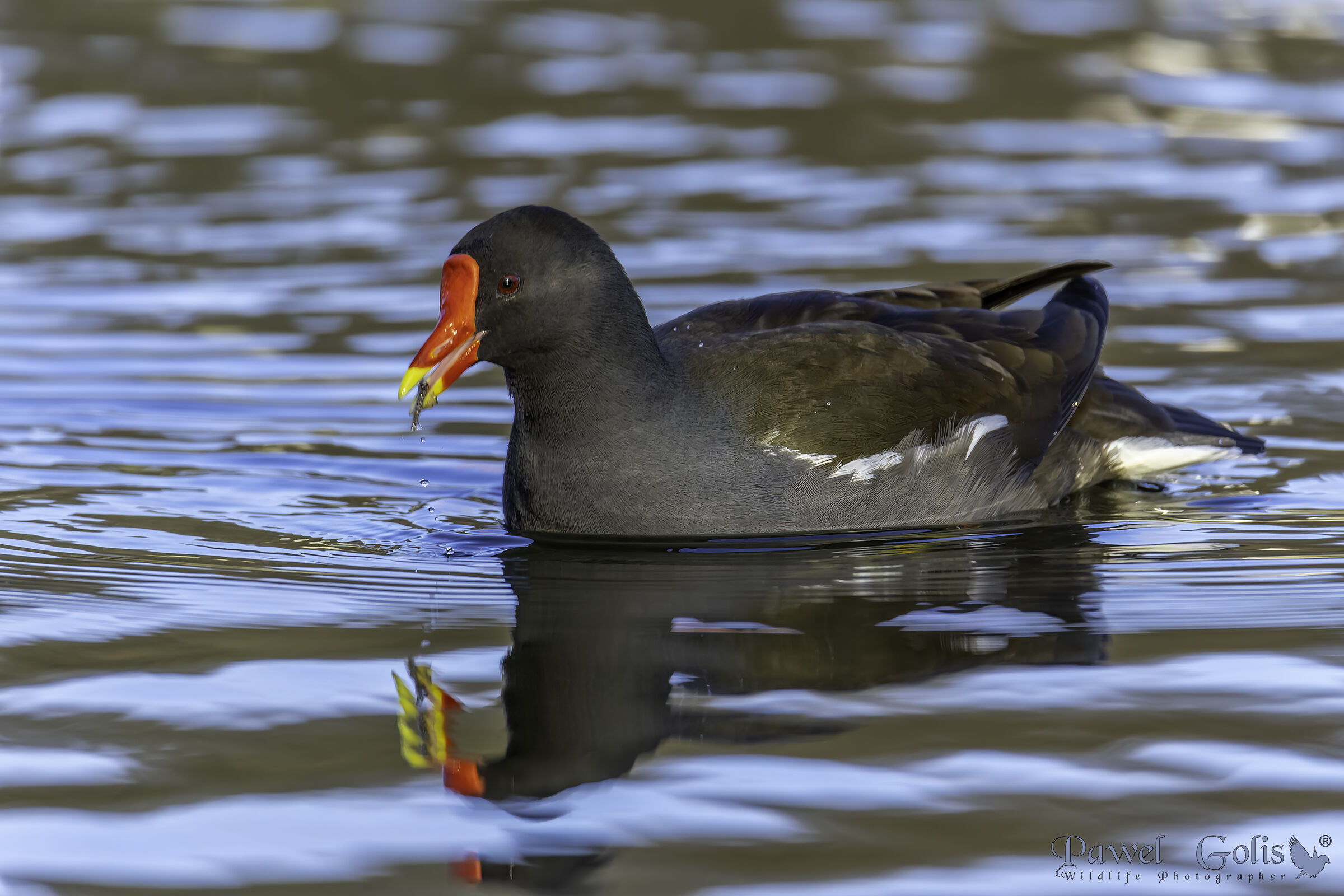Gallinella d'acqua (Gallinula chloropus)