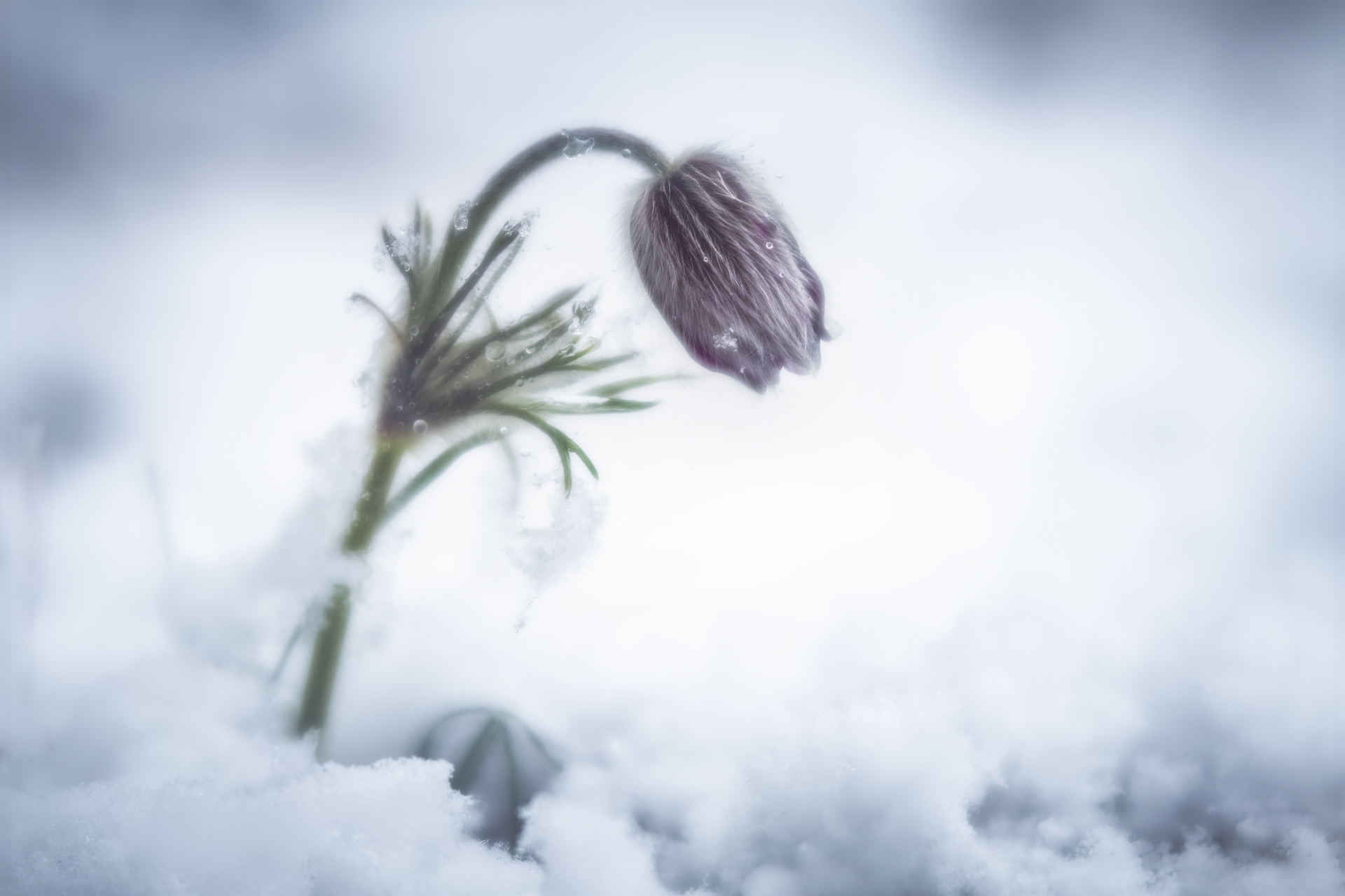 Someone should tell Winter, Spring has come