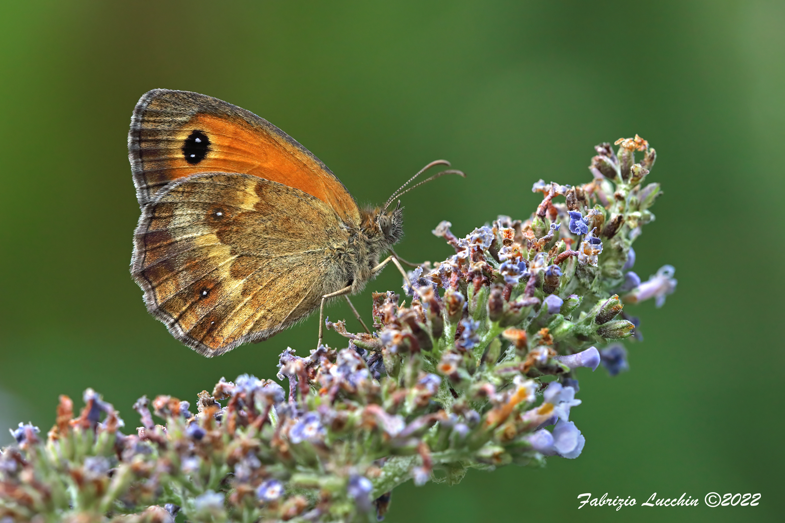 Pironia tithonus