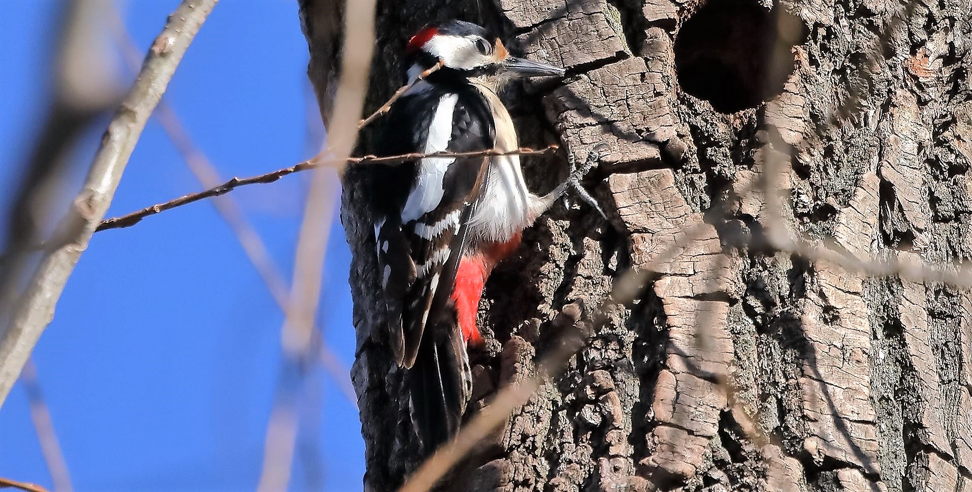 Picchio rosso M 02-02-2023