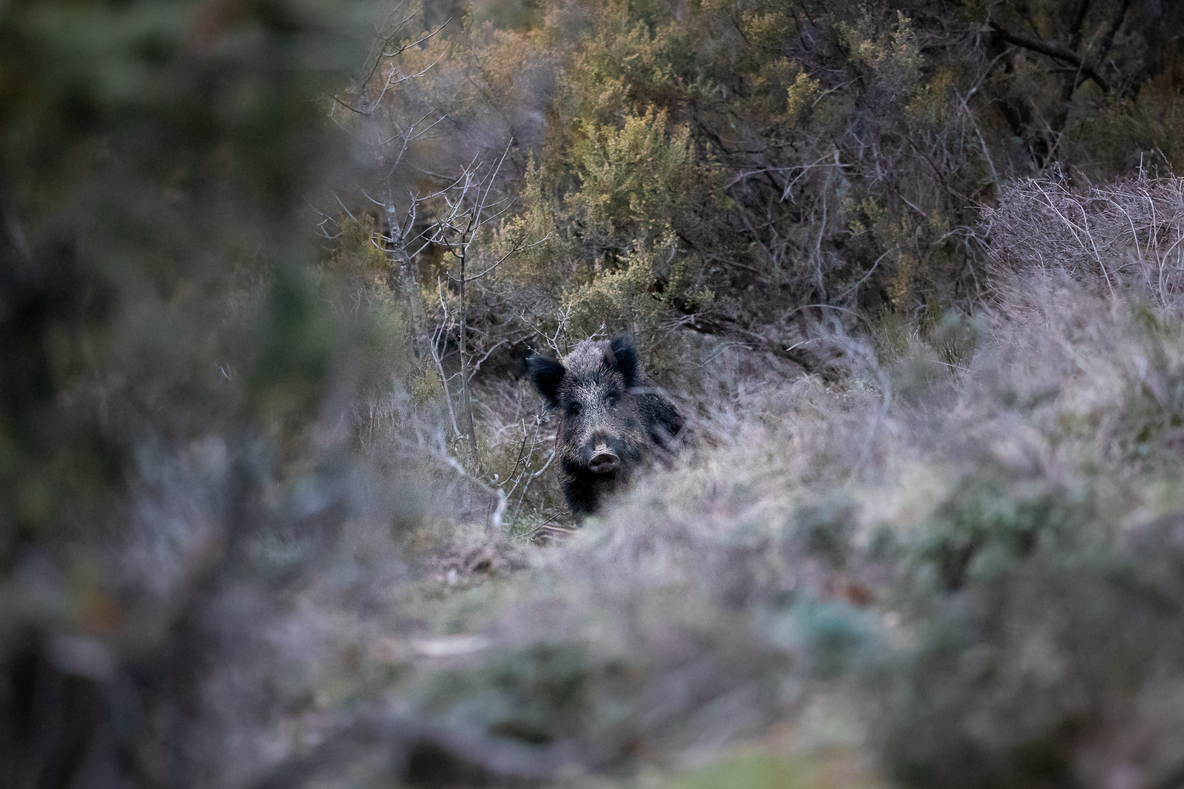 Curious boar