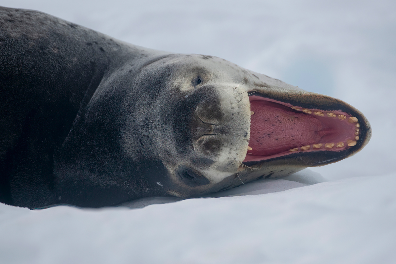 il Super predatore - Antartide