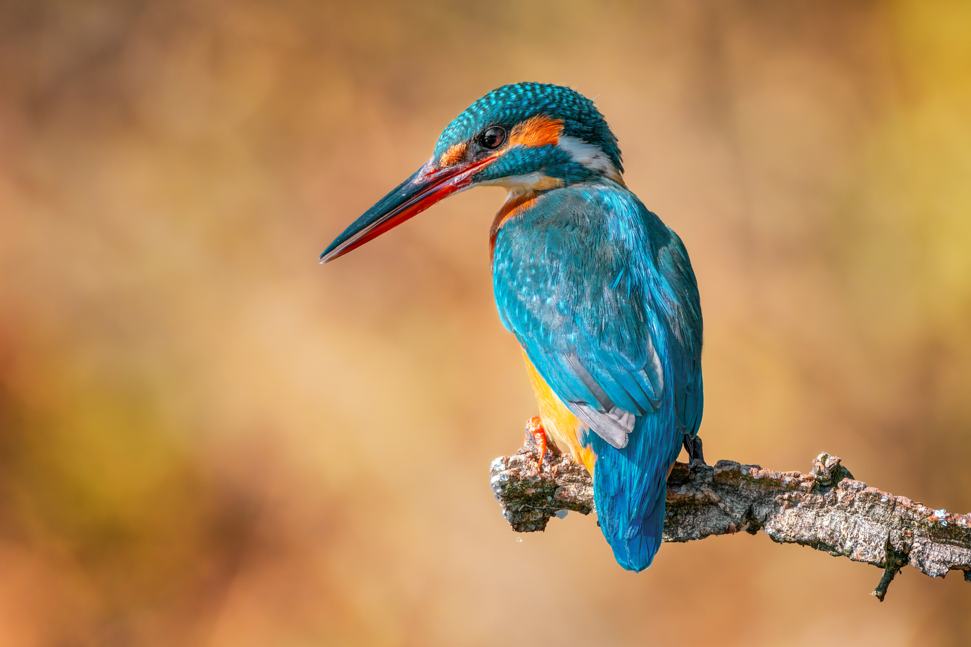 Kingfisher