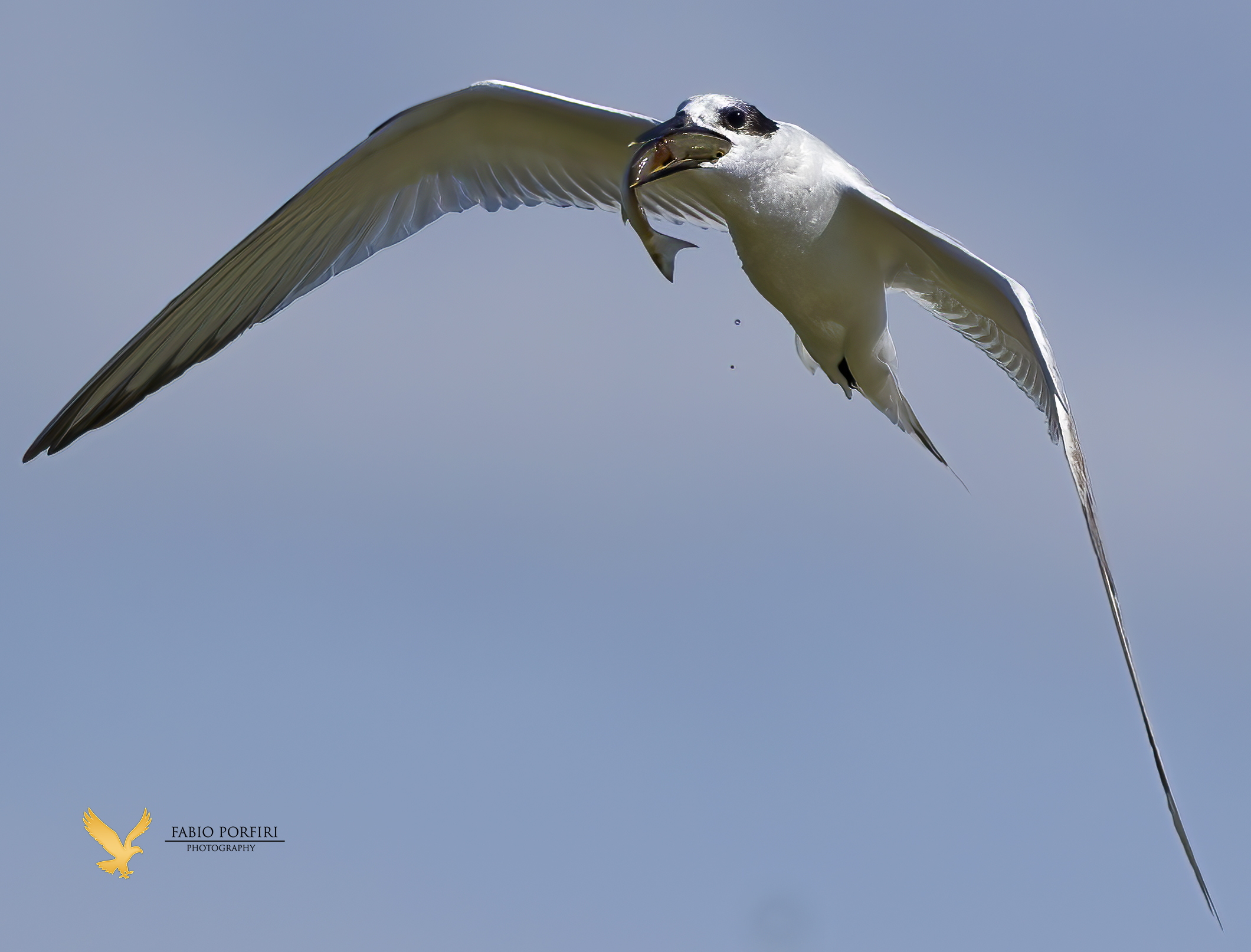 la preda - beccapesci