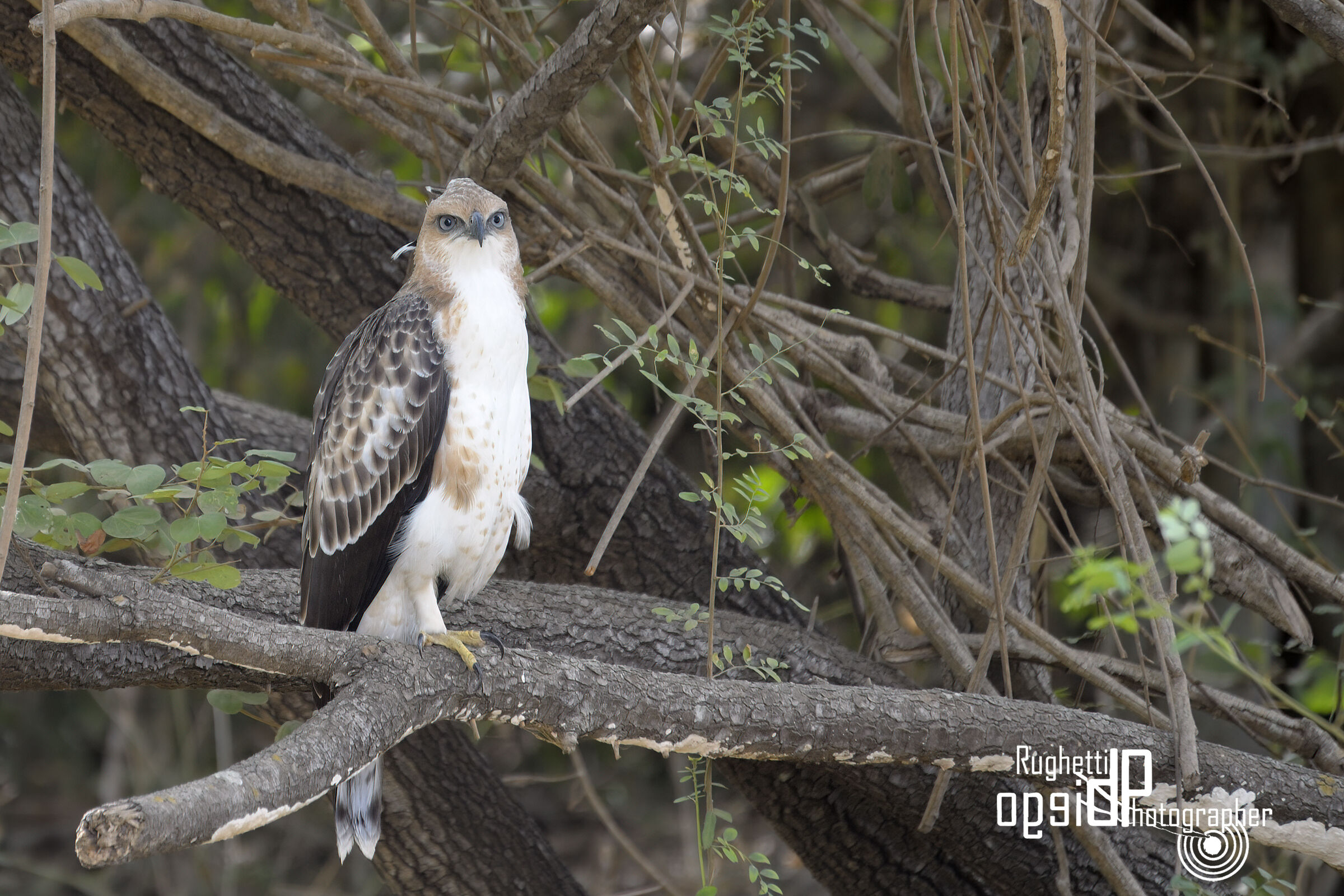 Aquila dal ciuffo variabile