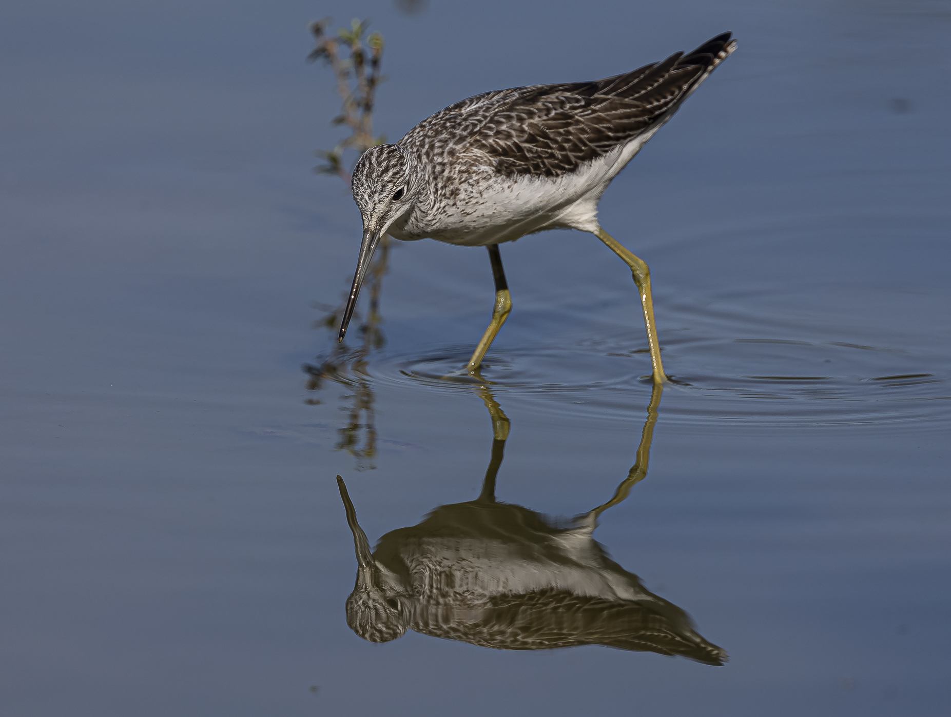 Pantana in the mirror