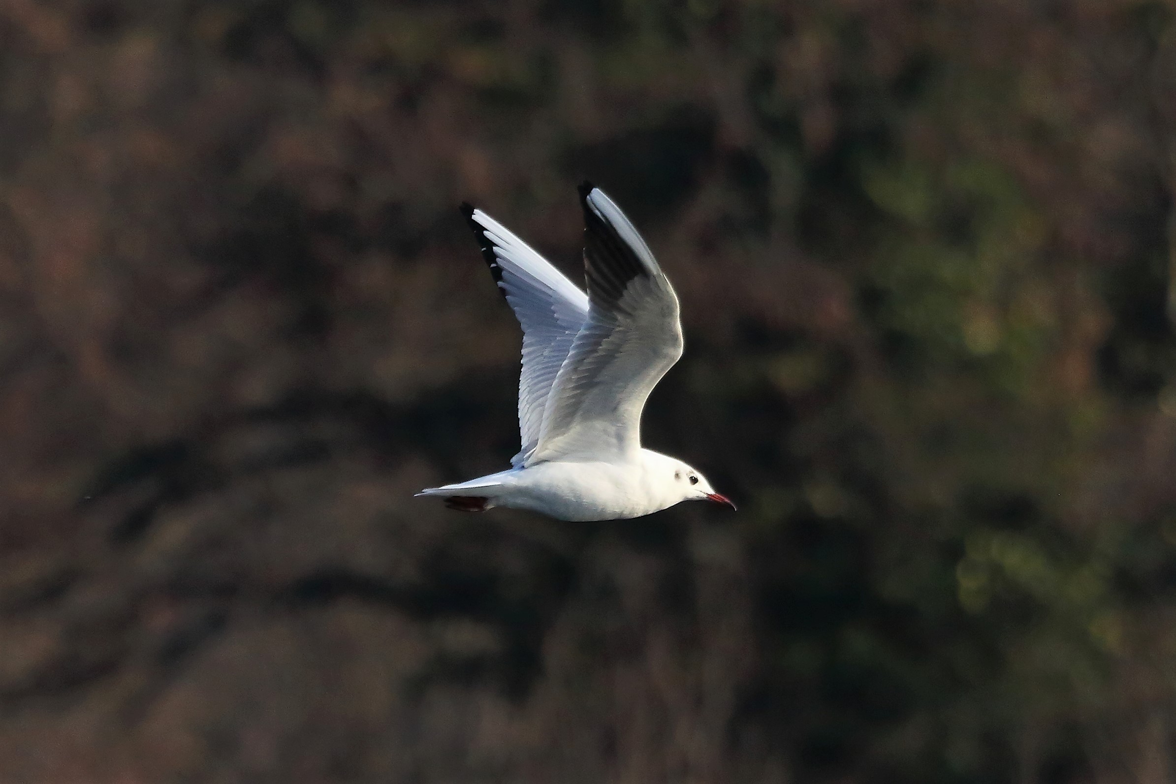 Gabbiano comune 31 gennaio 2023