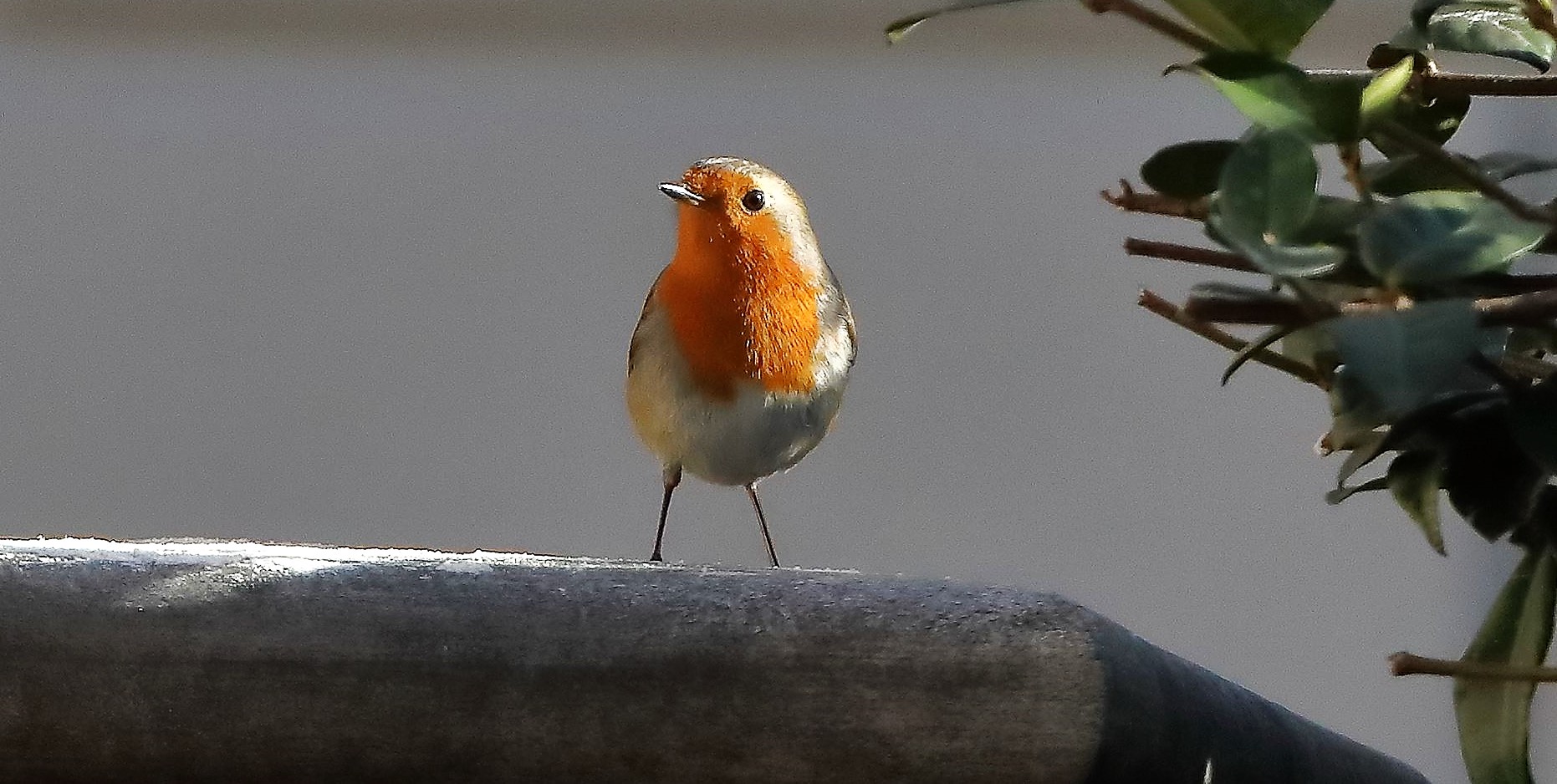 Pettirosso 03-02-2023