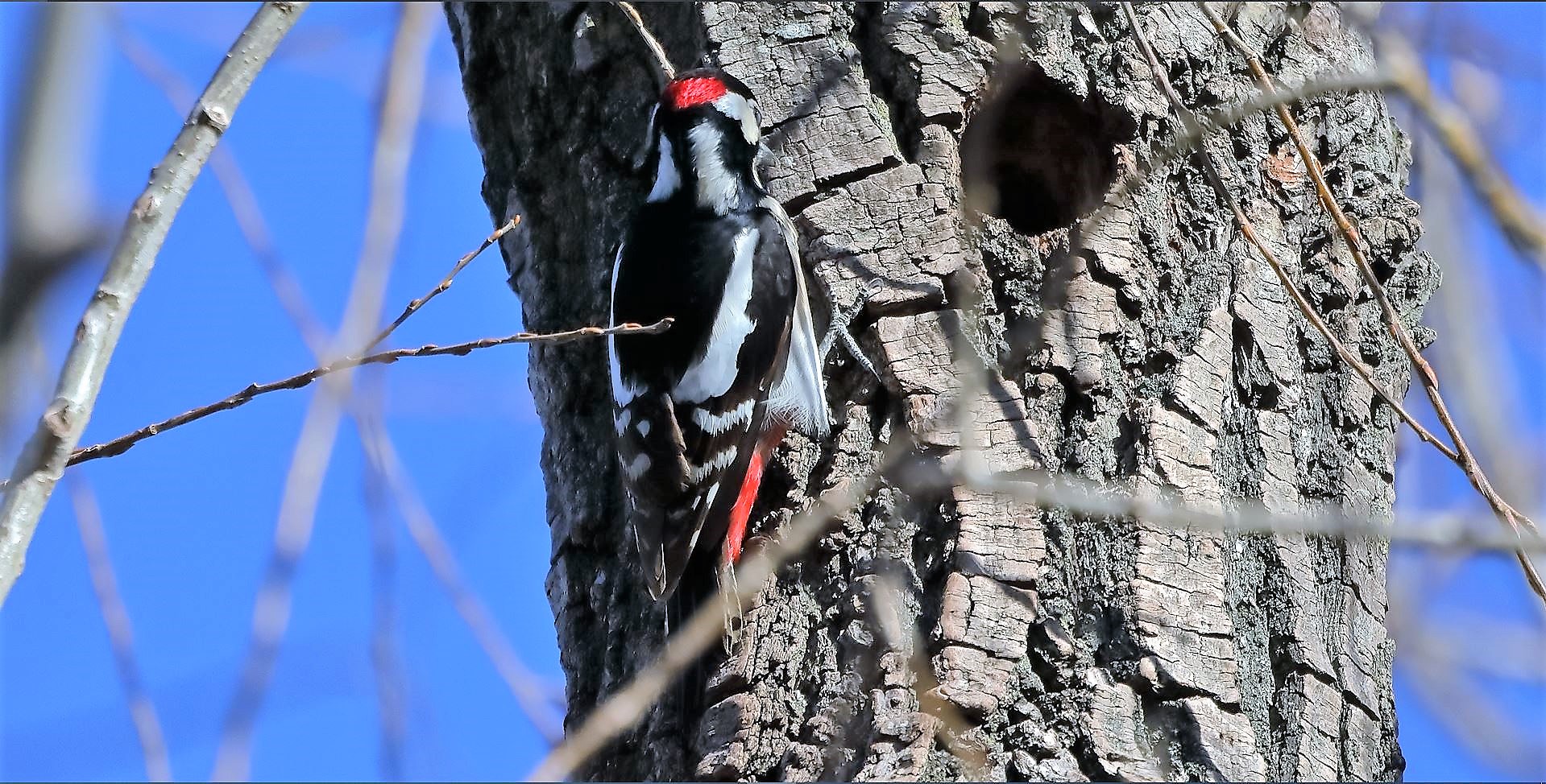 Picchio rosso 02-02-2023