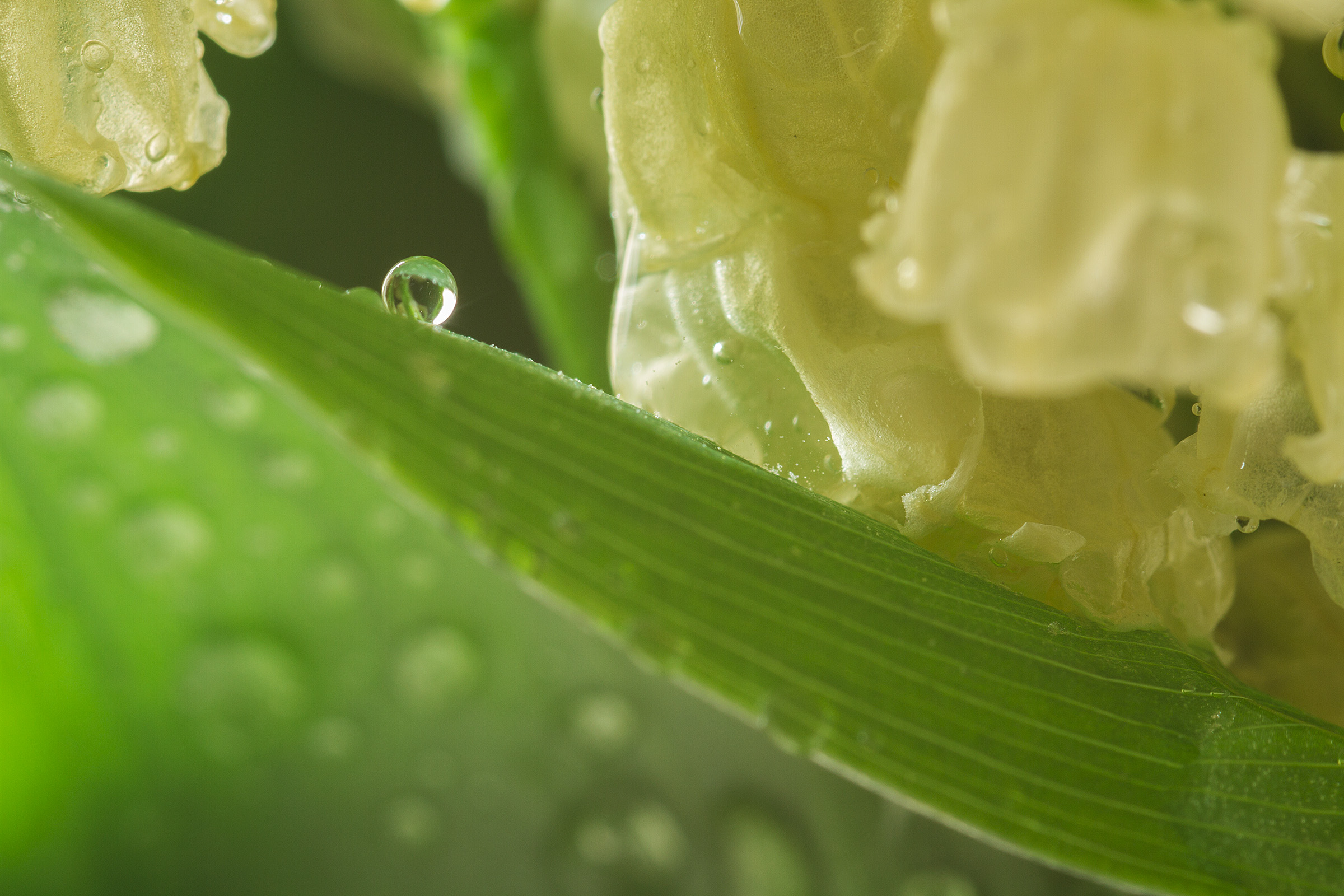 gocce d'acqua sulle foglie