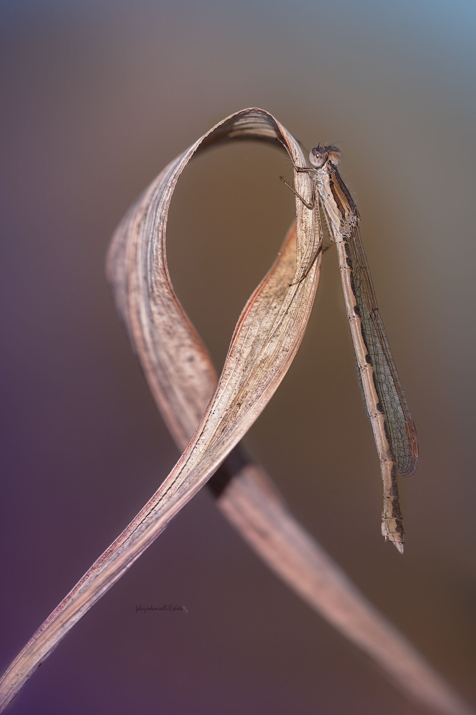 Common Winter Damsel - Sympecma fusca