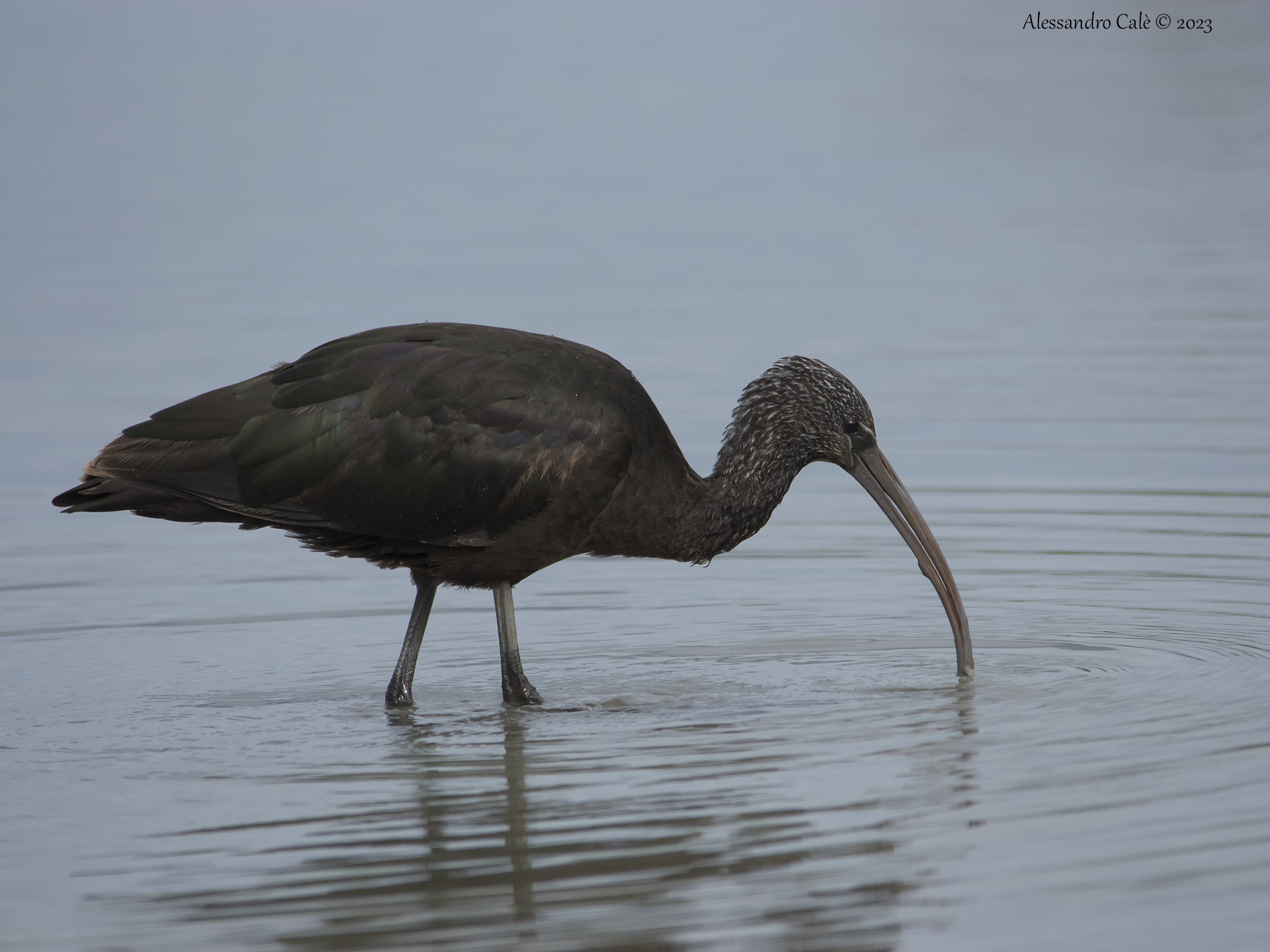 Plegadis falcinellus (Mignattaio) 4688