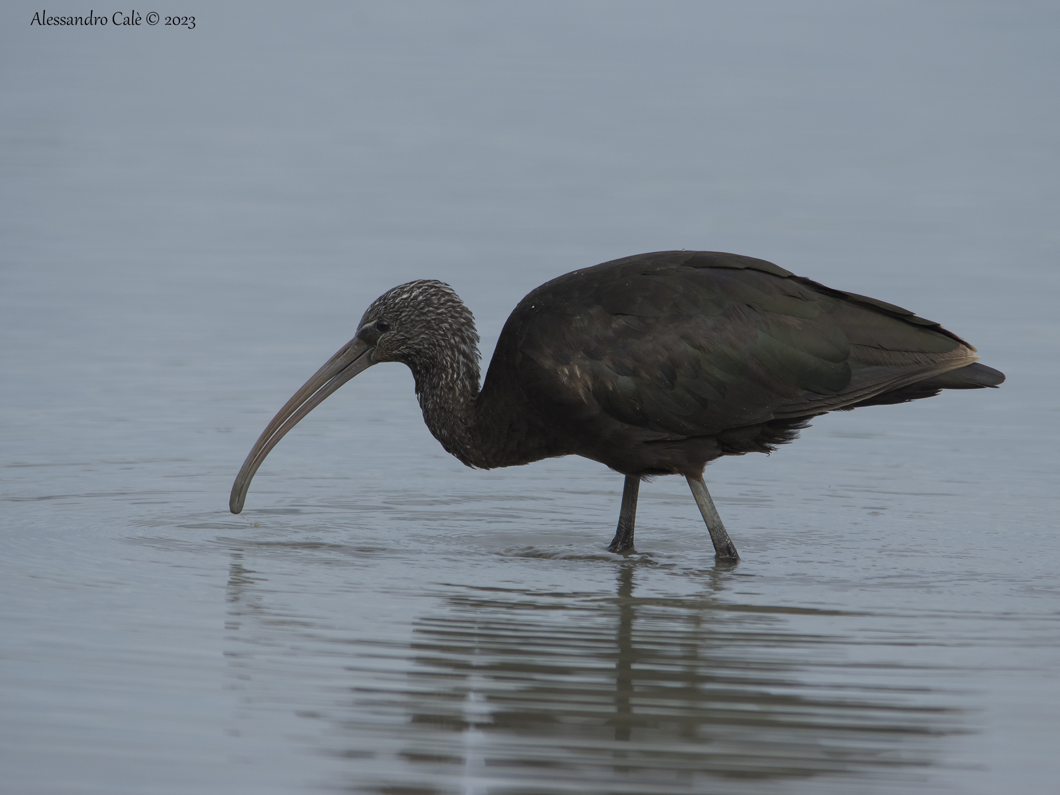 Plegadis falcinellus (Mignattaio) 4560