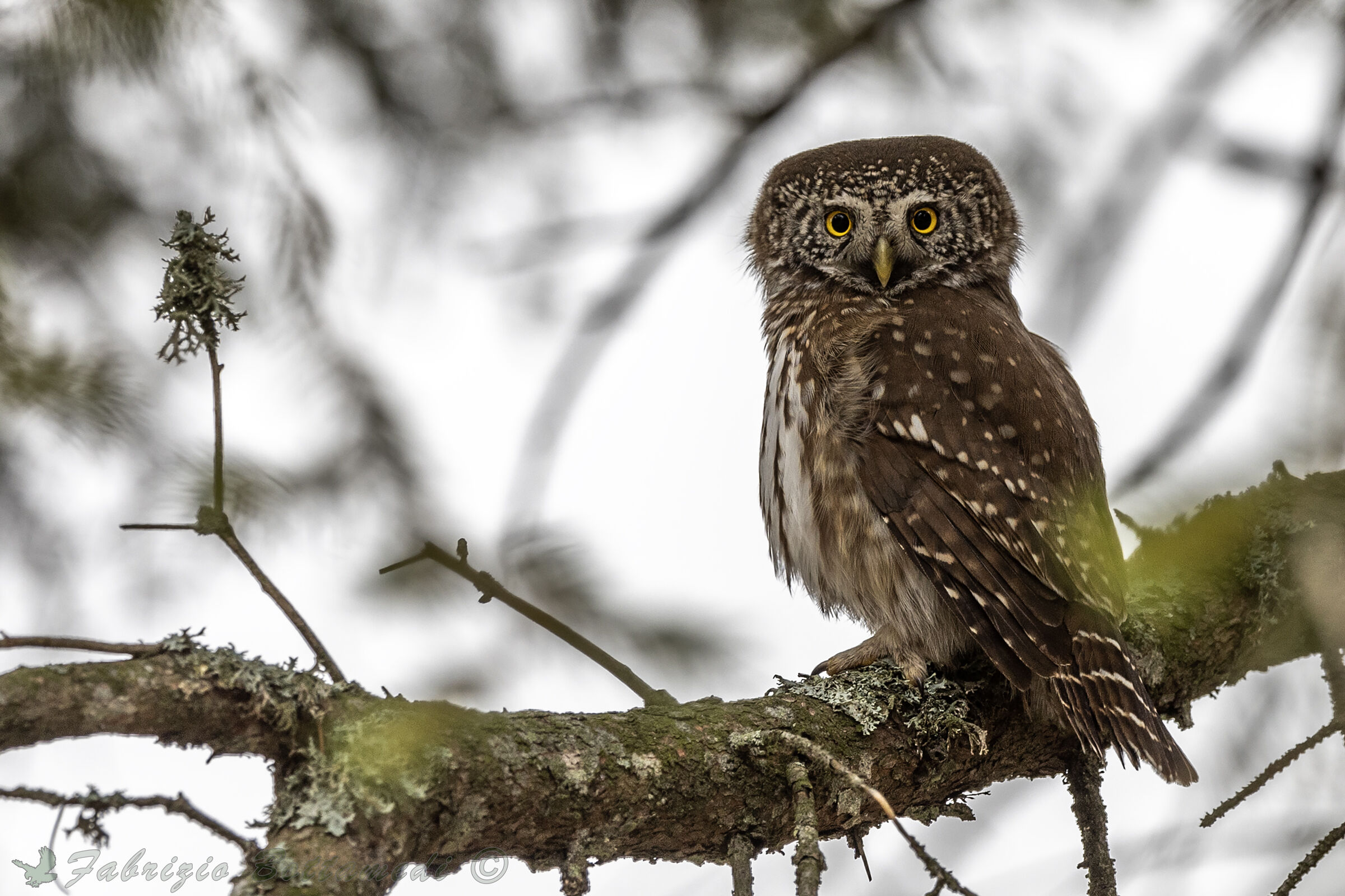 La civetta nana e il lichene