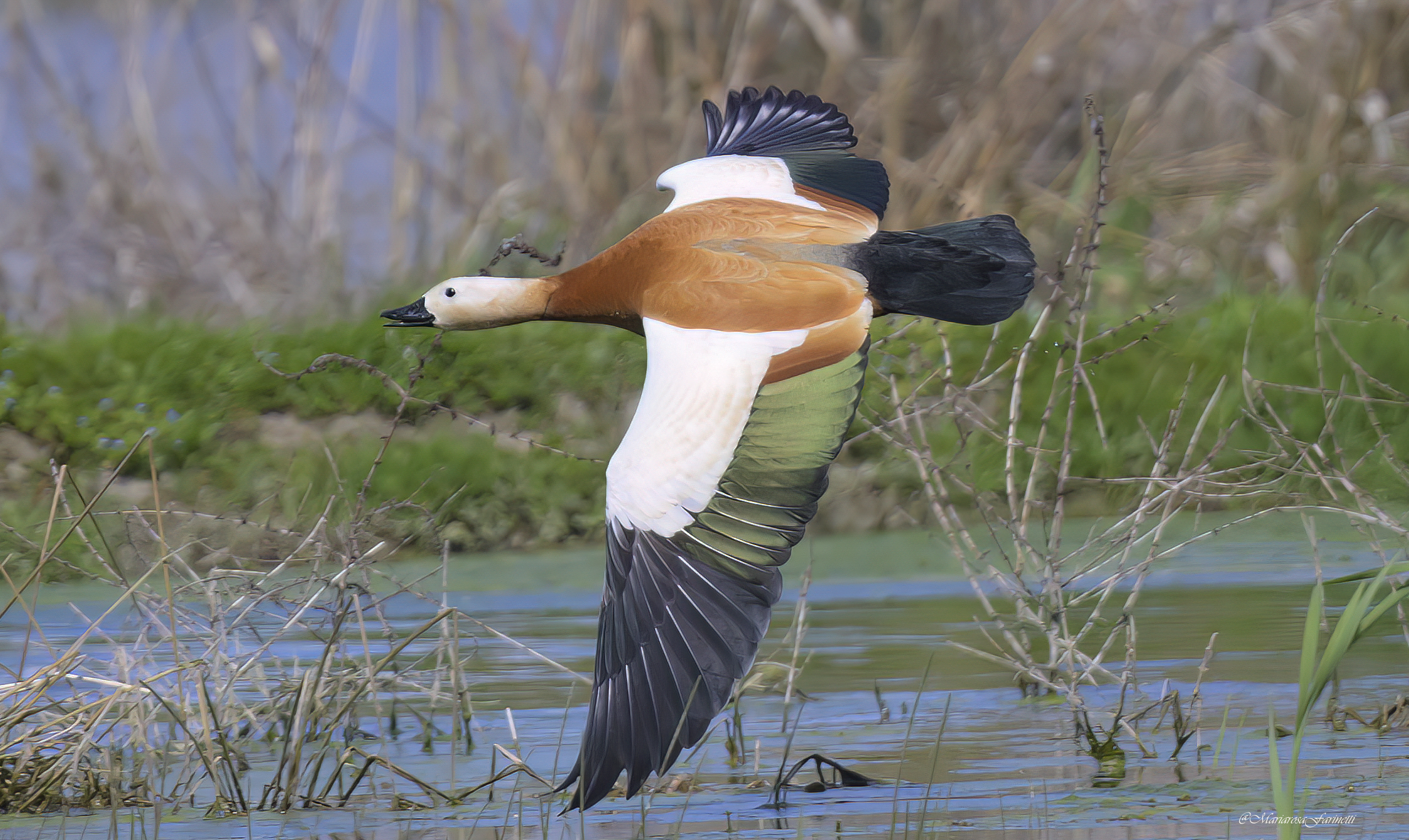 Ruddy shelduck