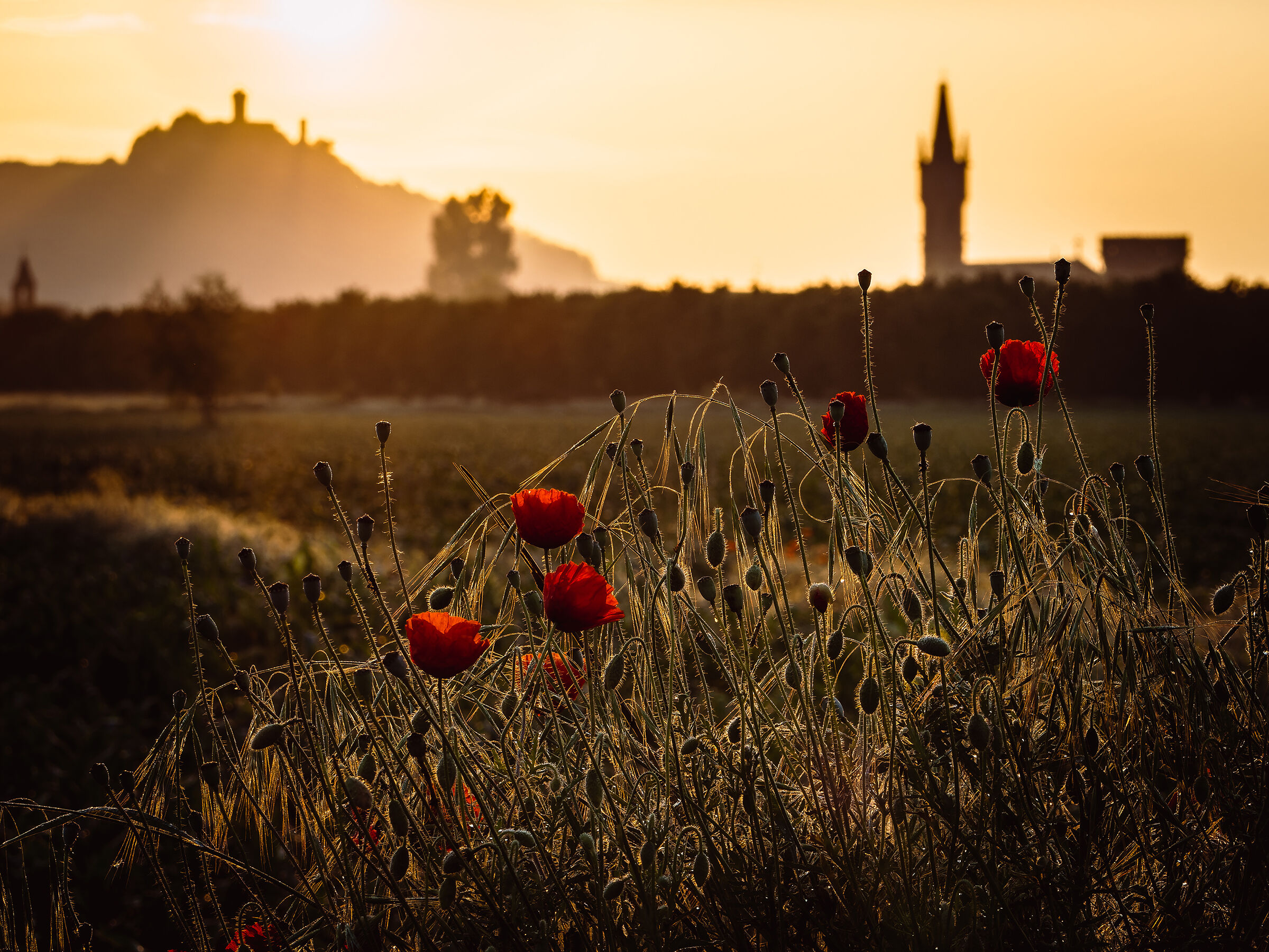 The awakening of poppies
