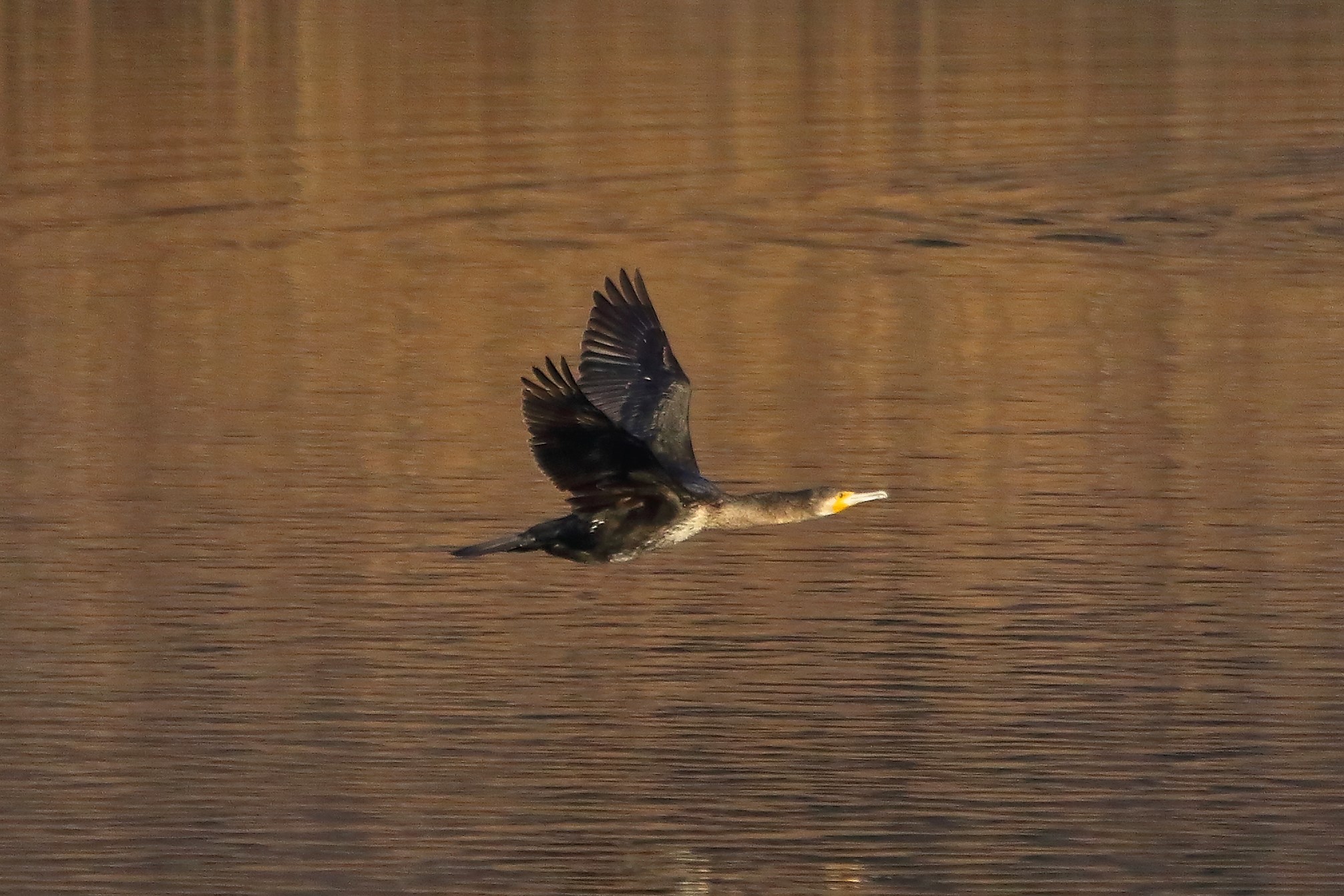 Cormorano 31 gennaio 2023