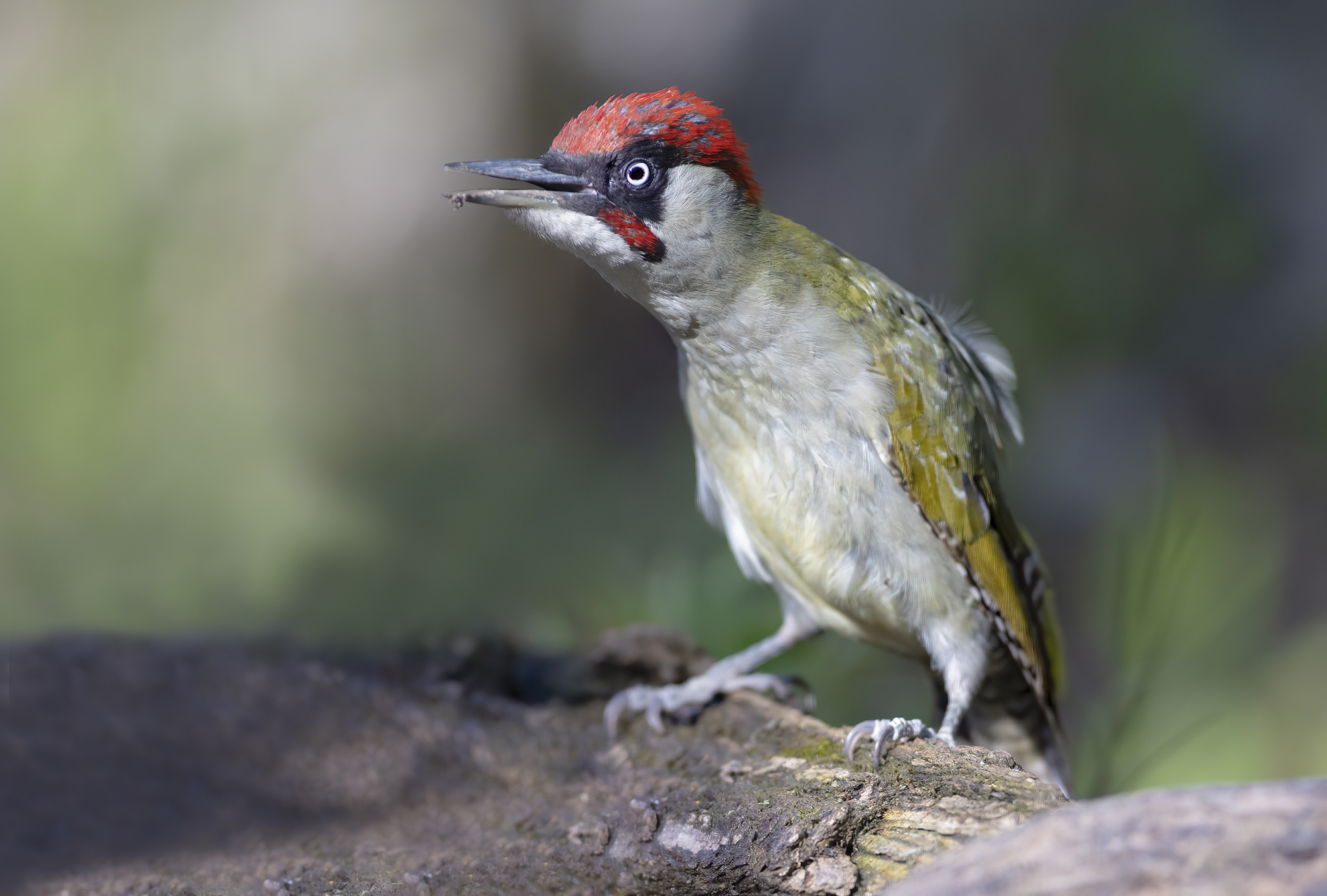 eccitazione, picchio verde