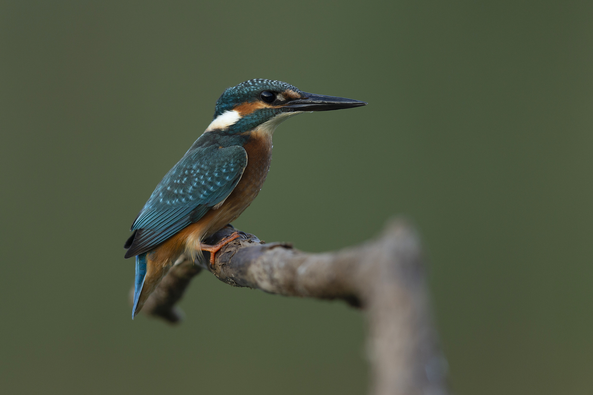Kingfisher