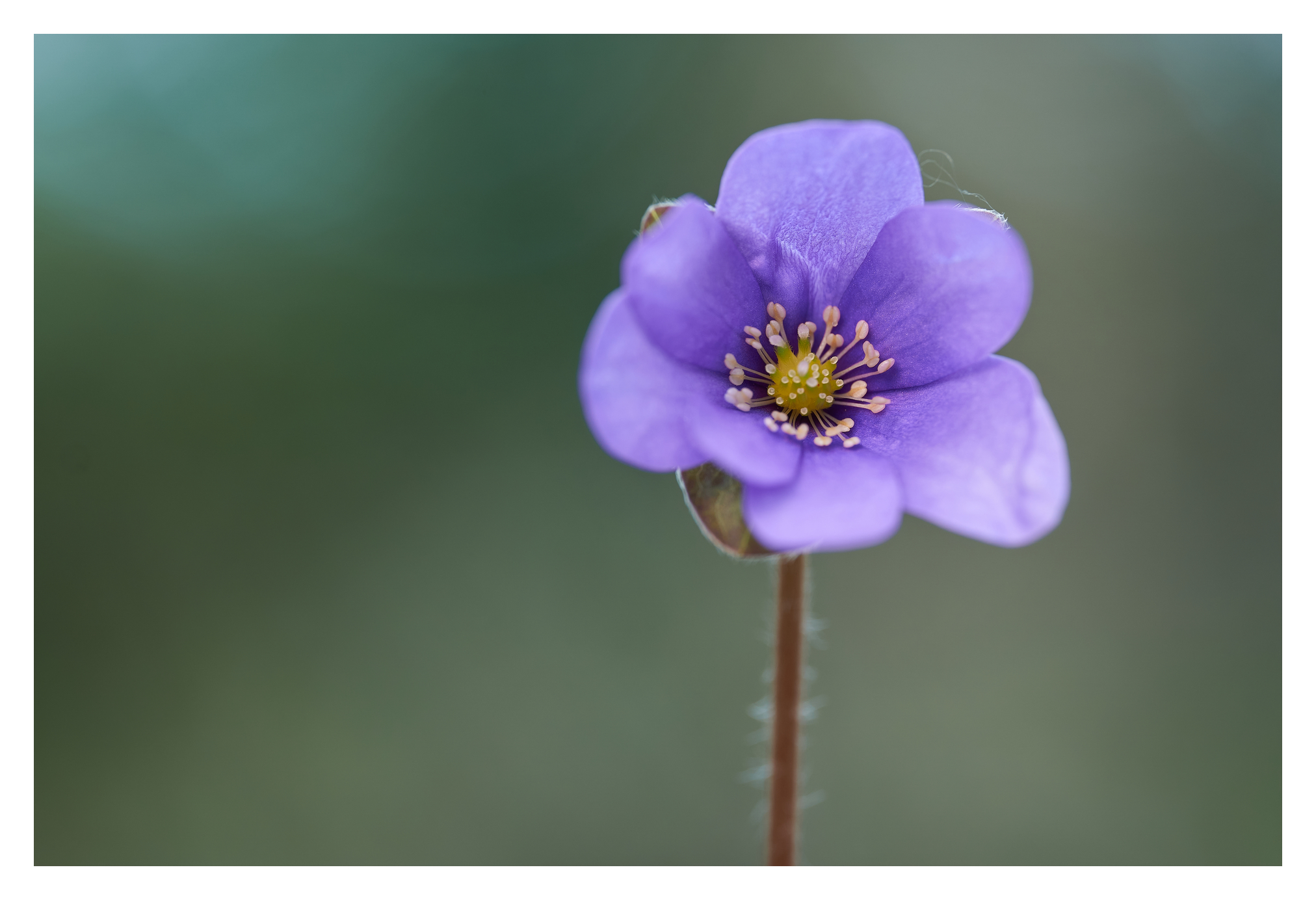 Hepatica